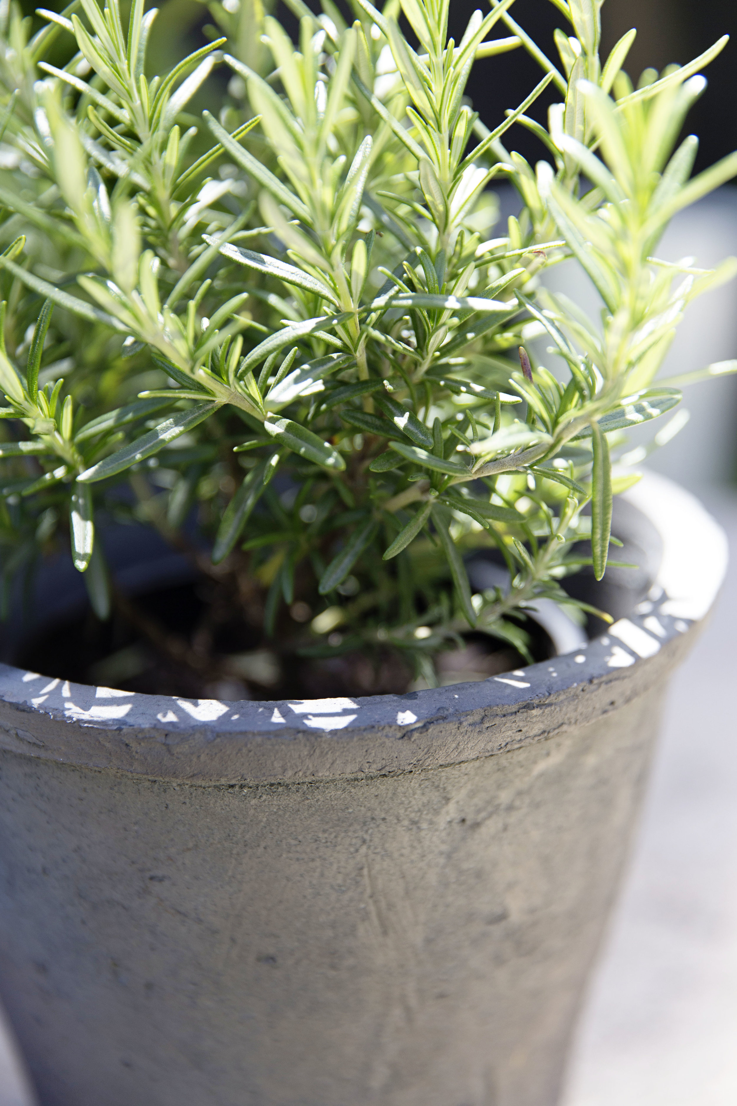 Concrete Pots 020.JPG