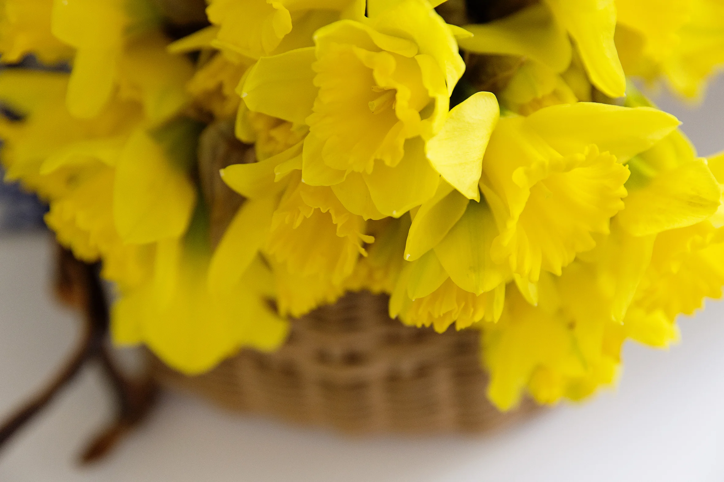 Fundraising Ideas for Daffodil Day