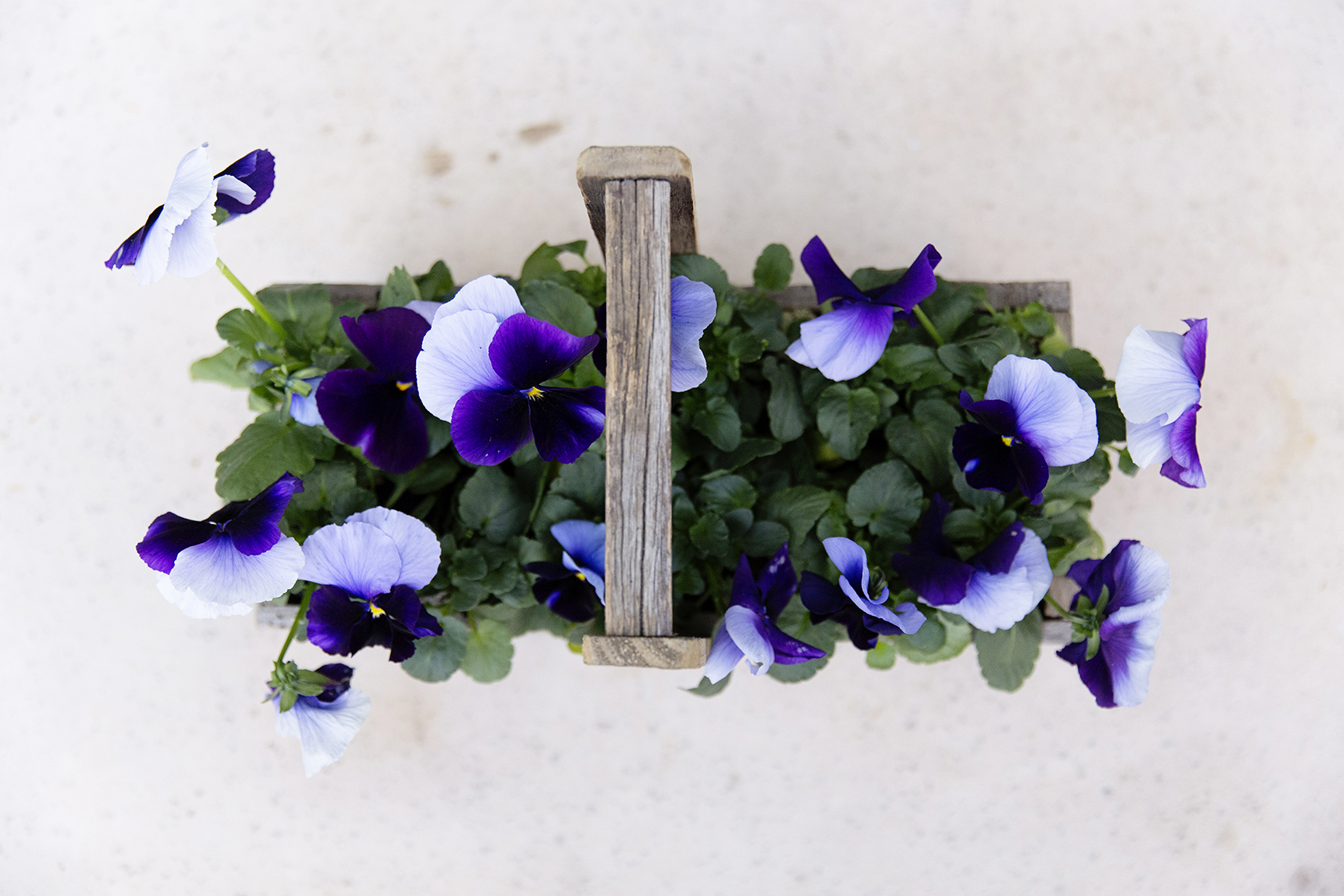 Creating A Potful of Colour
