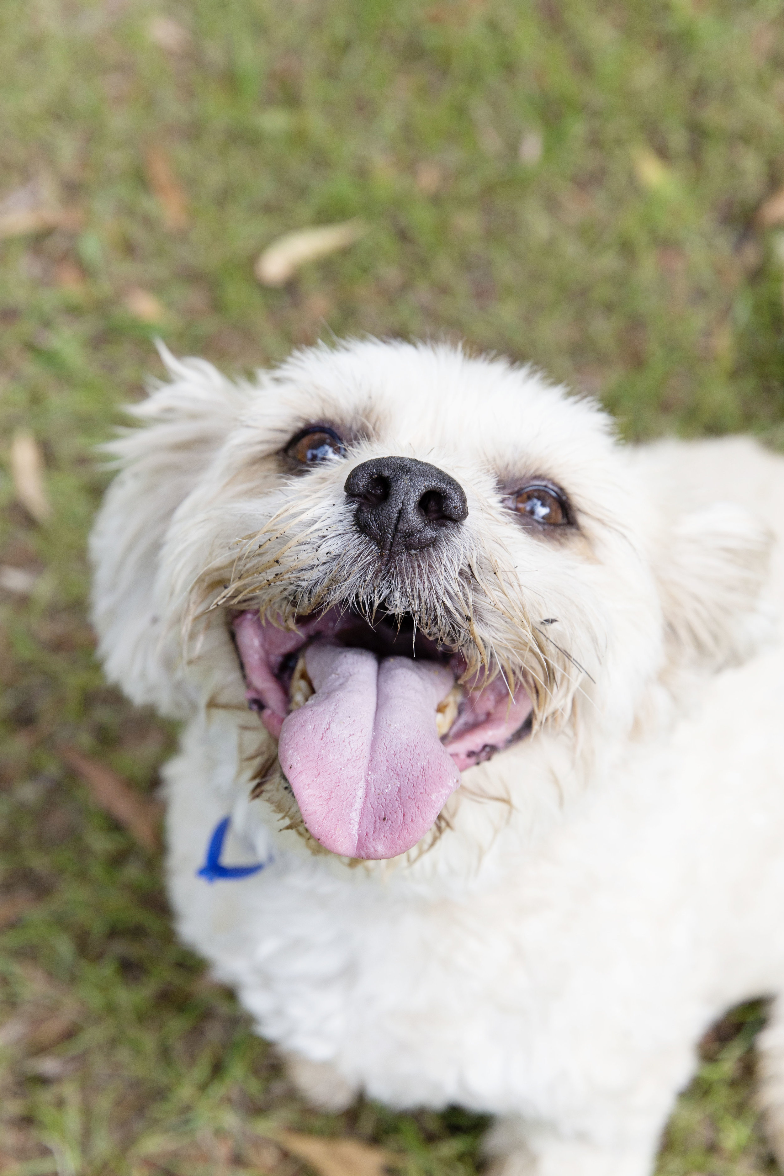 Pampering Our Furry Friends