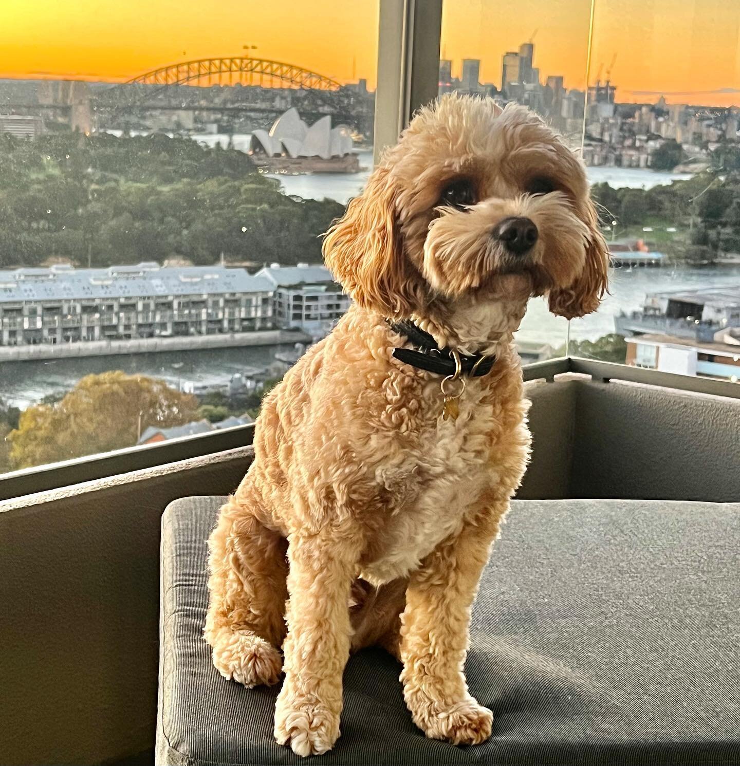 I mean the view is not bad, not bad at all!!! 
I am obsessed with looking out from the balcony watching the world go by&hellip; There is such a hustle and bustle in Sydney that I really love&hellip; Even Otto is happy and loving his time here too&hel