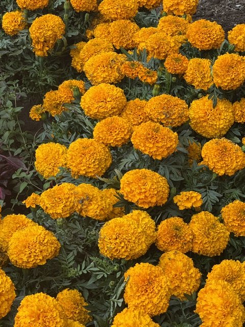 IMG_3304.jpeg