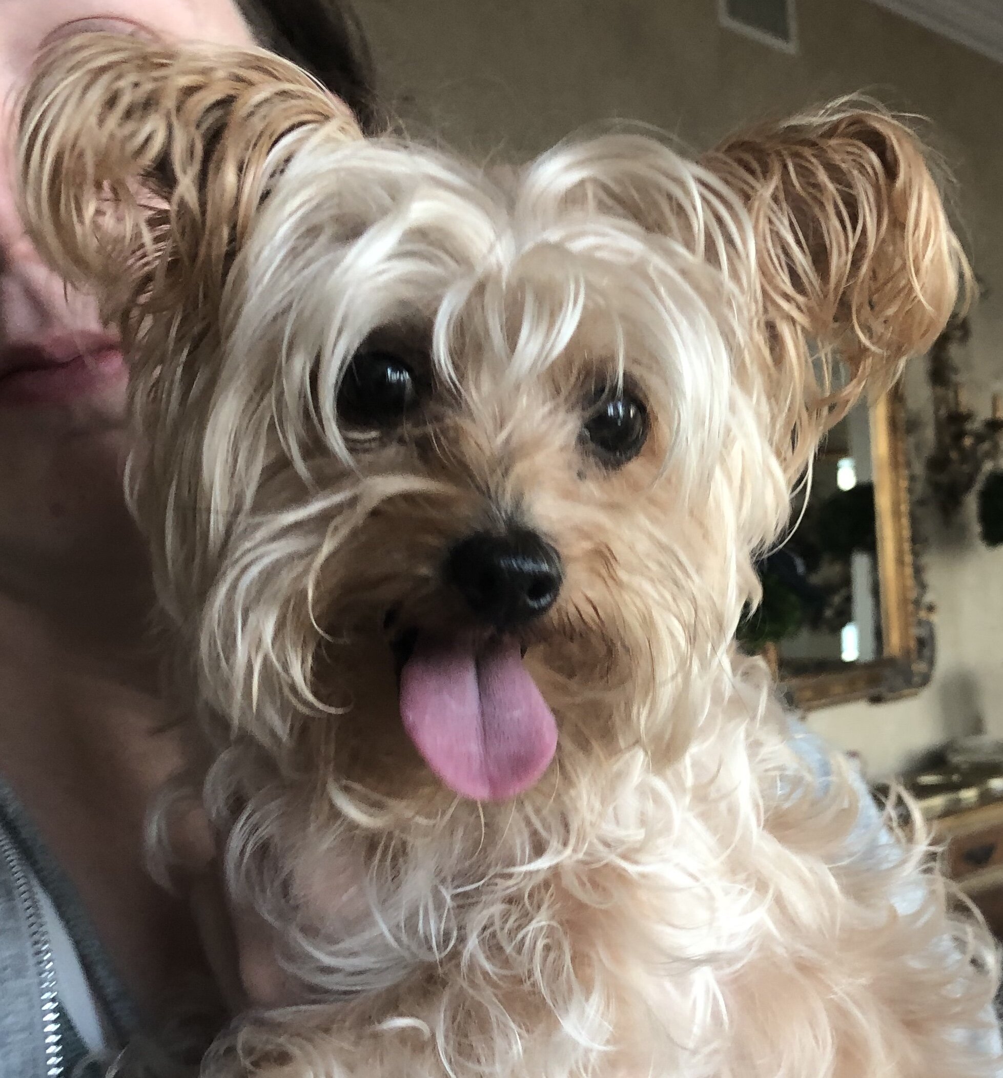 Close-up of a small, fluffy, tan-colored dog with curly fur, large dark eyes, and its tongue sticking out, being held by a person.