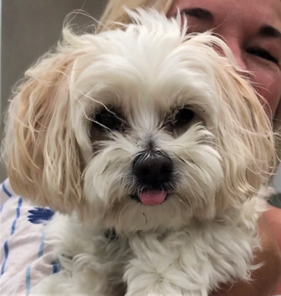 A fluffy white dog with dark eyes and a black nose sticking out its pink tongue, being held closely by a person with part of their face visible.