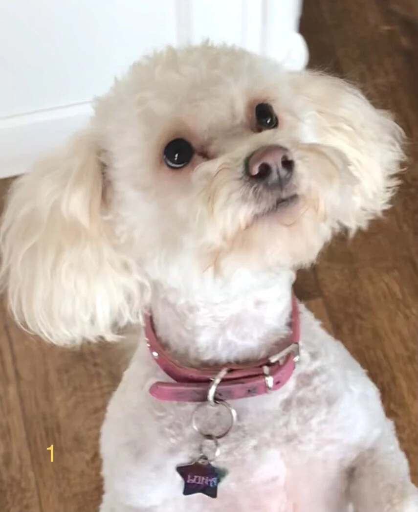 A small, fluffy dog with light-colored fur and large, dark eyes, wearing a pink collar with a star-shaped tag, sitting on a hardwood floor looking up at the camera.