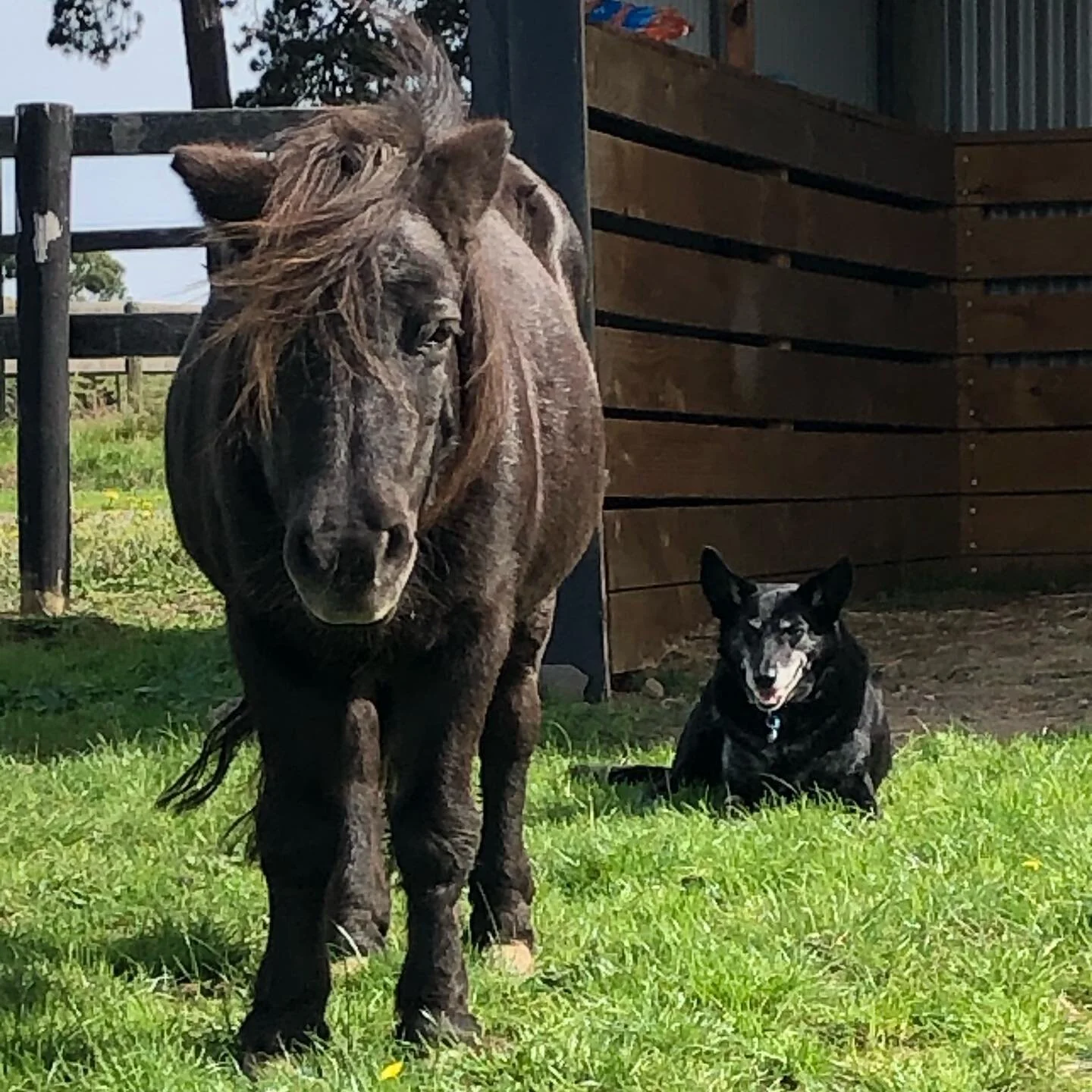 What a team ⭐️ #pheobe
#bolt
#legands
#thesetwo
#beyourownbestfriend