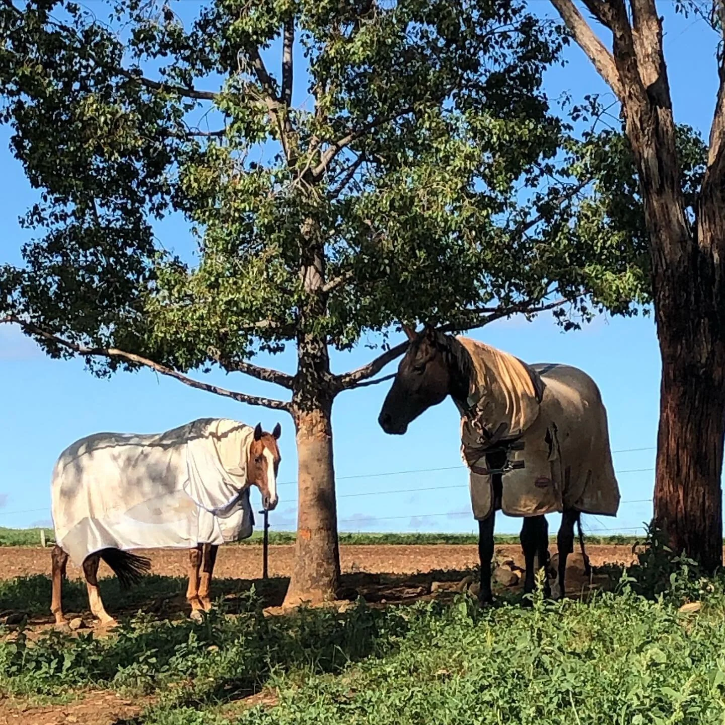 These two... ❤️ #monkeyanddoc 
Thanks so much for having us @doug.edlington @andersenlara #doctor_ed_vet