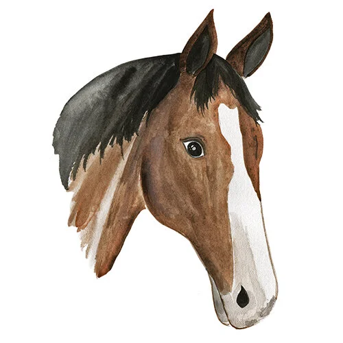 horse-1.jpg