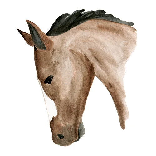 horse-3.jpg