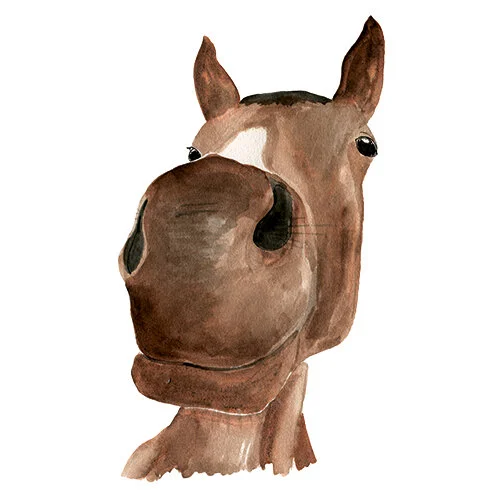 horse-4.jpg