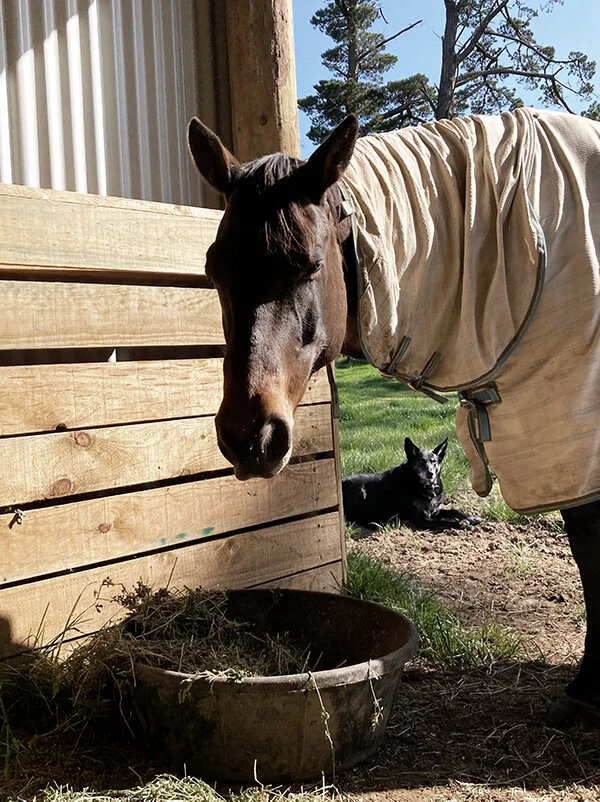 Groundwork-horse.jpg