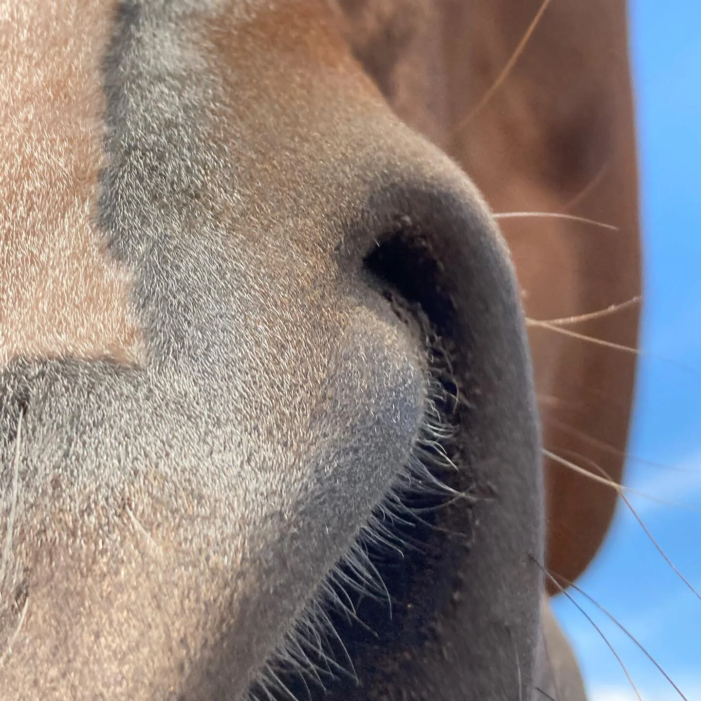 Wishing you an epic 2021 🥕

#adventuresahead
#invited
#monkeymagic
#lifeshakesuswherewearemeanttobe
#grateful
#groundworktherapy 
#groundworktherapyteam