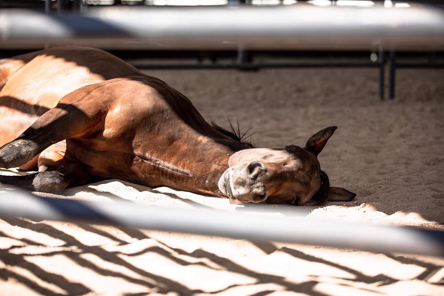 Meet The Herd

#workshopnaptime
#doc
#aelec 

@brittany_mcvicar_photography 
@groundworktherapy