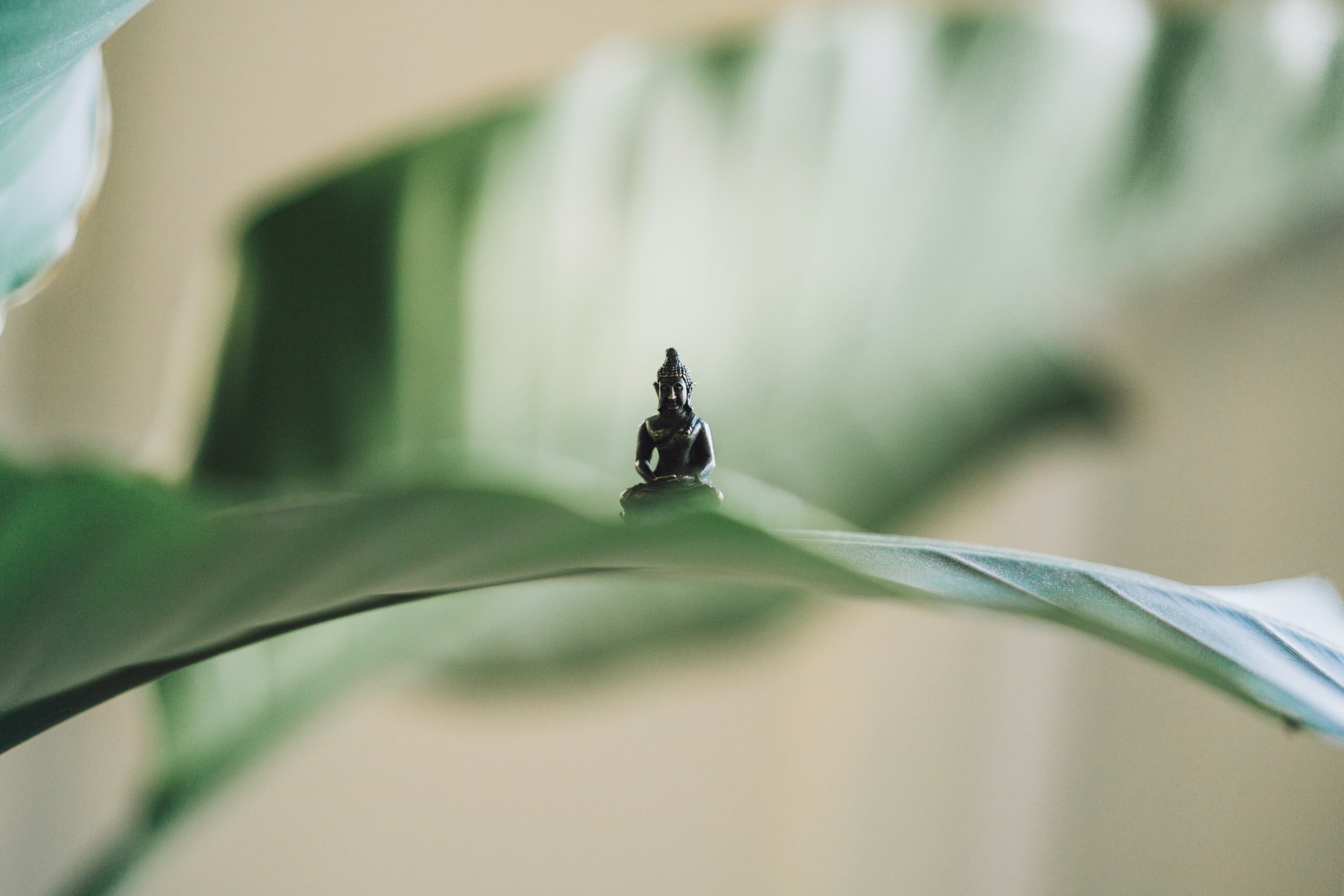 Here we see the tiny Buddha Frog in its natural habitat…