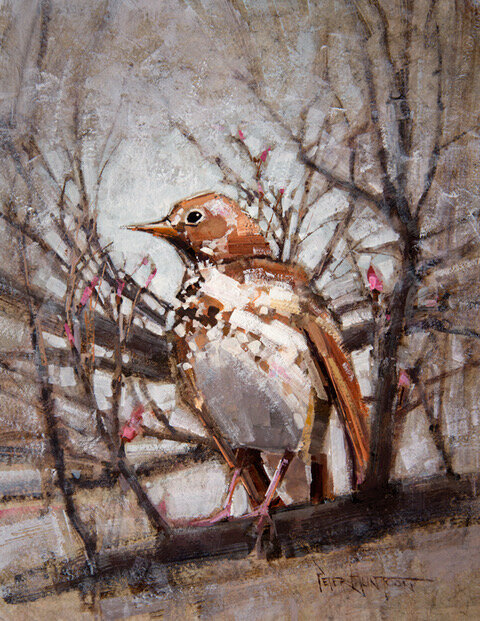 Hermit-Thrush.jpeg