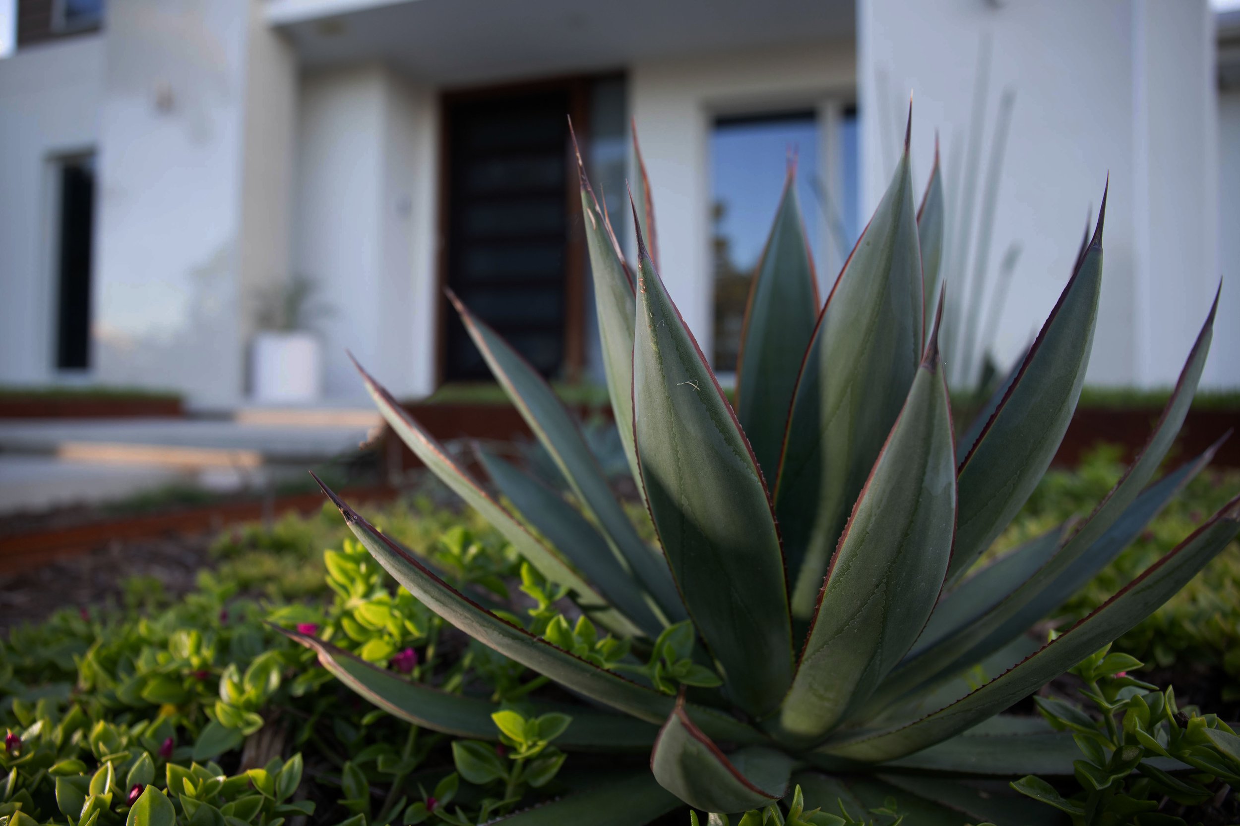 Agave Blue Glow, Aptenia Baby Sunrose