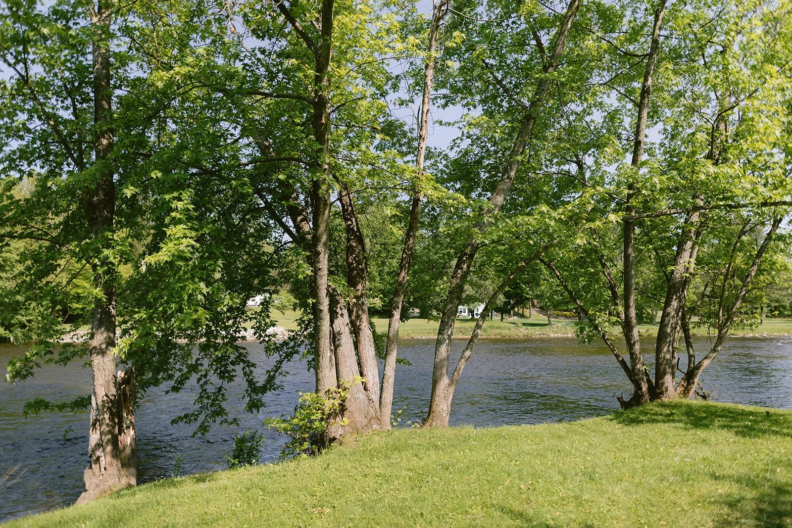 Trees with green leaves along a riverbank, with a grassy area in the foreground and buildings visible across the water in the background.