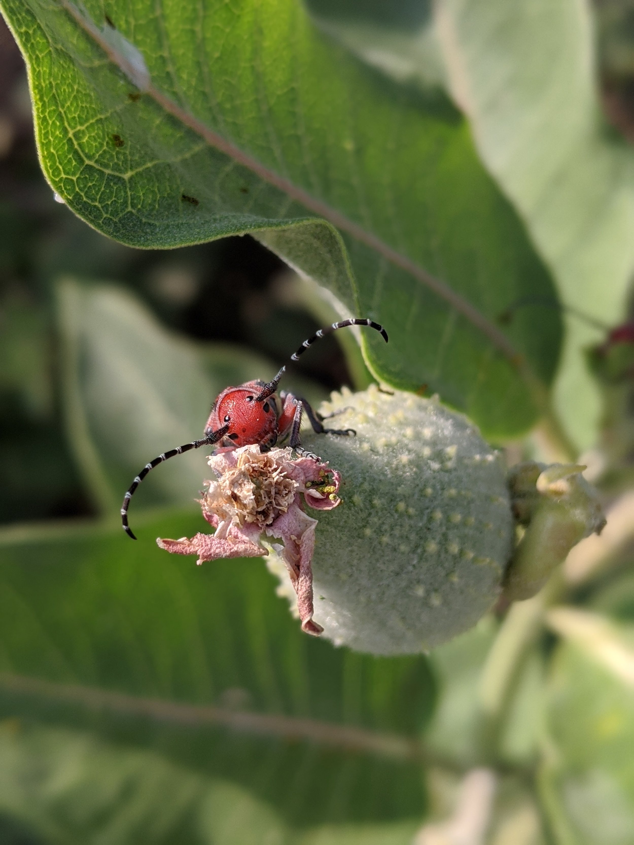 milkweed.jpg