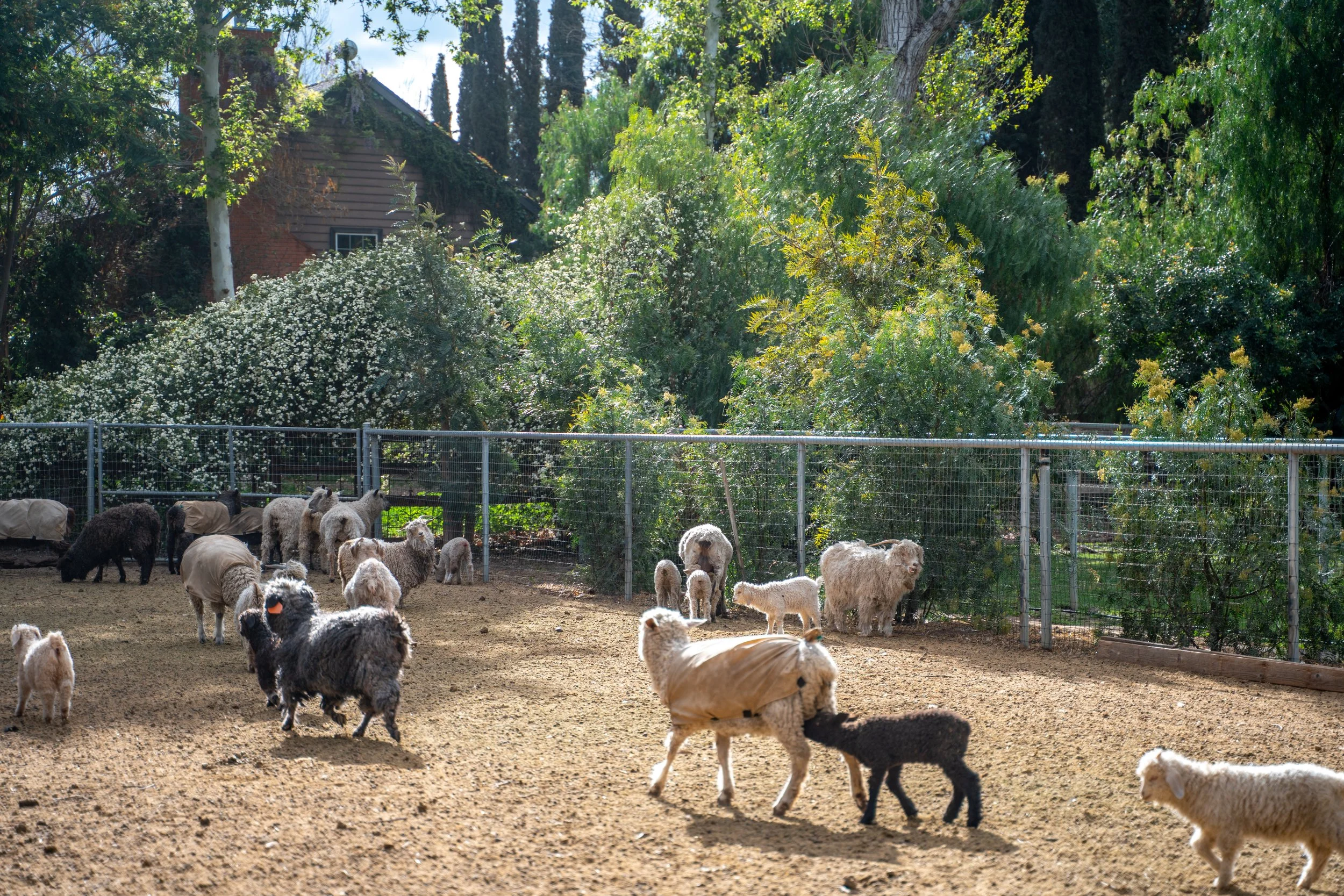 Baby Animals on the Farm.