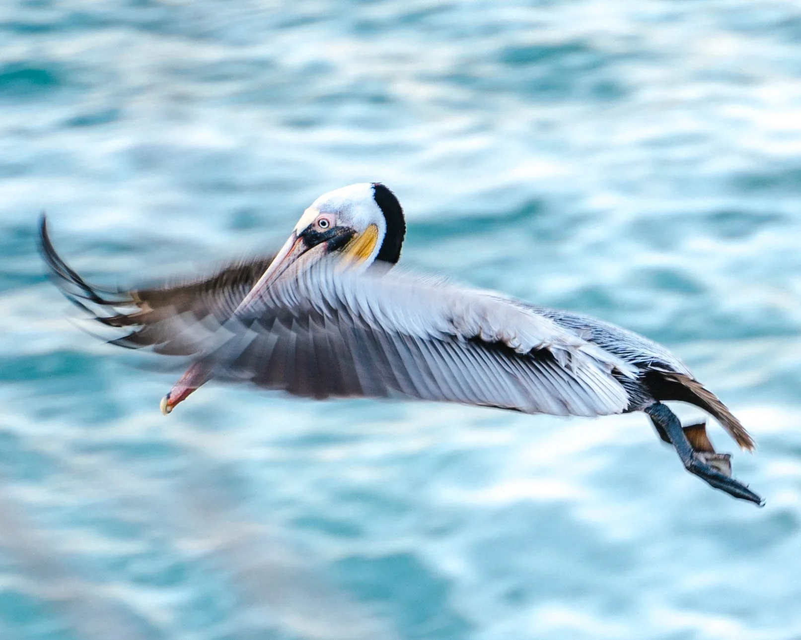 Pelican Ocean Art Photography Print Cally Finch.jpg