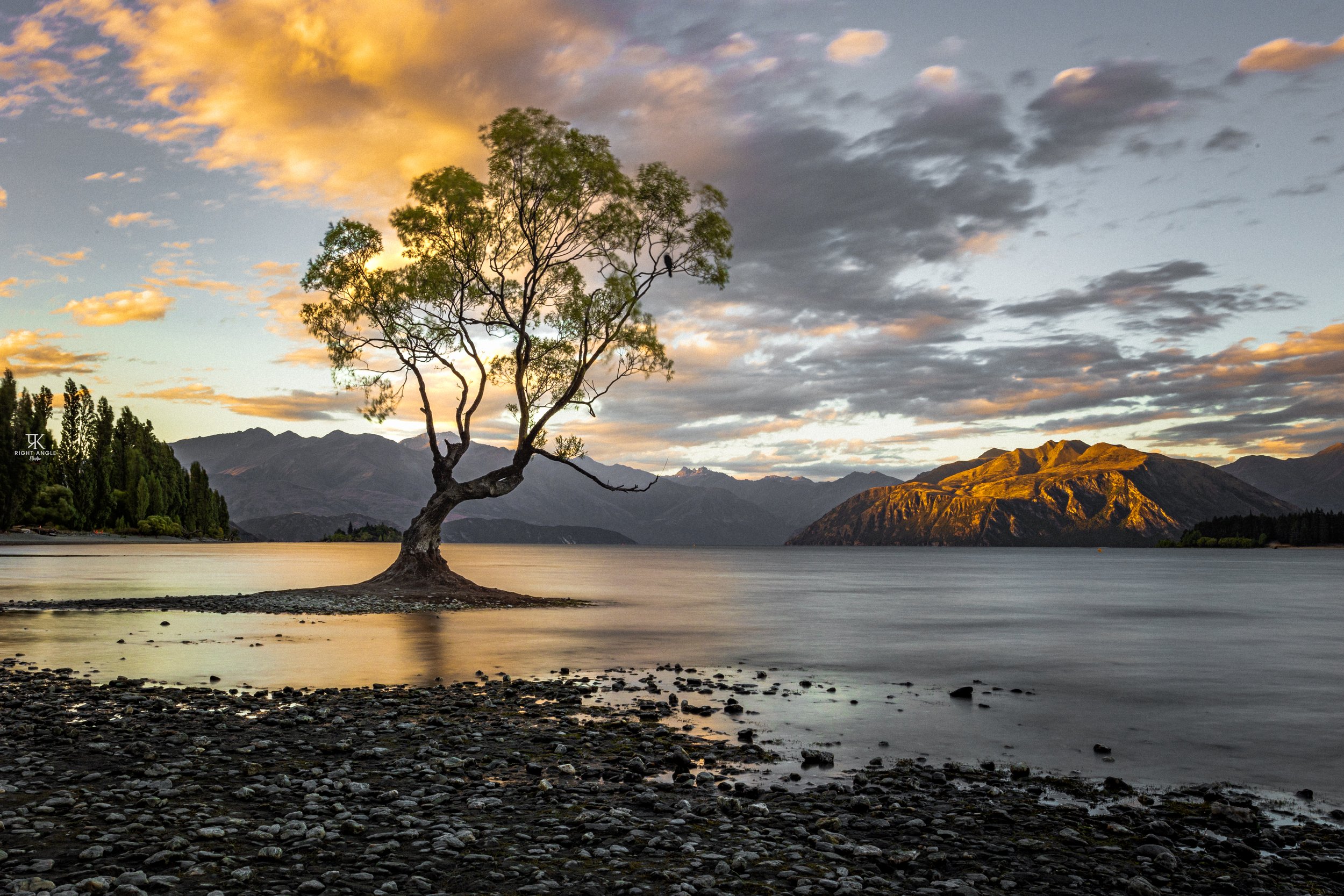 Wanaka Tree, Wanaka, South Island, New Zealand