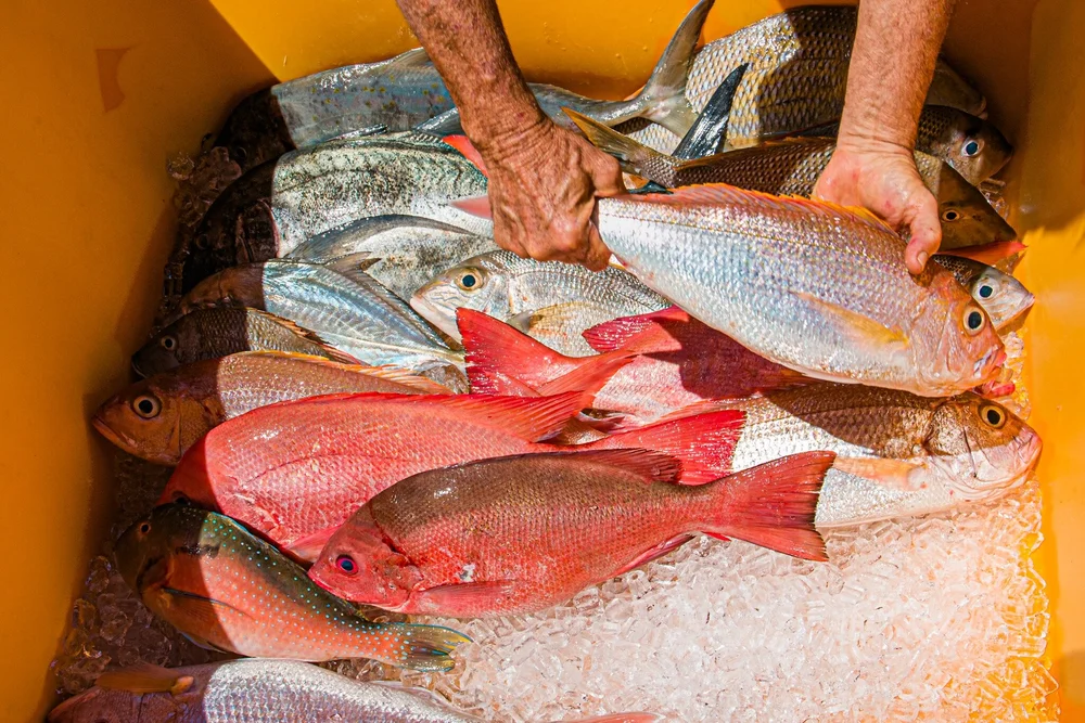 Seafood Market Innisfail Eat delicious fish and chips Seafood Market Innisfail Eat delicious fish and chips
