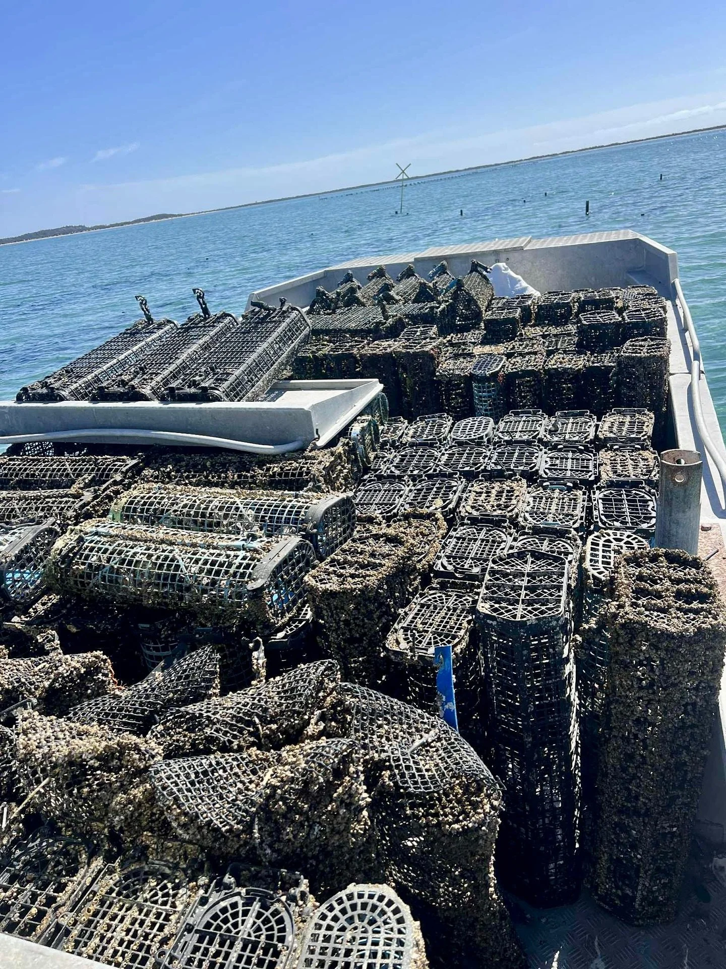 SHELL YEAH … THEY’RE BACK BY SALTY DEMAND π
Coffin Bay plate-size oysters are here and they’re a shell of a deal!
BULK PRICING (for a limited time):
π¦ͺ $18/dozen — when you buy 5 dozen
π¦ͺ $16/dozen — when you buy 10 d