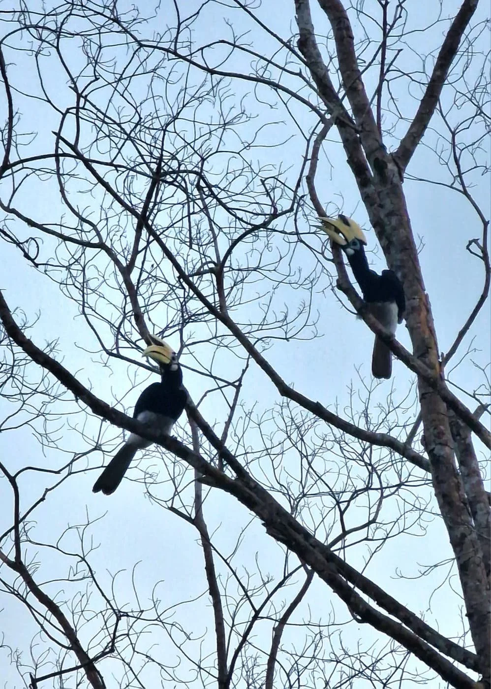 Nashornvögel Sukau Kinabtangan Borneo