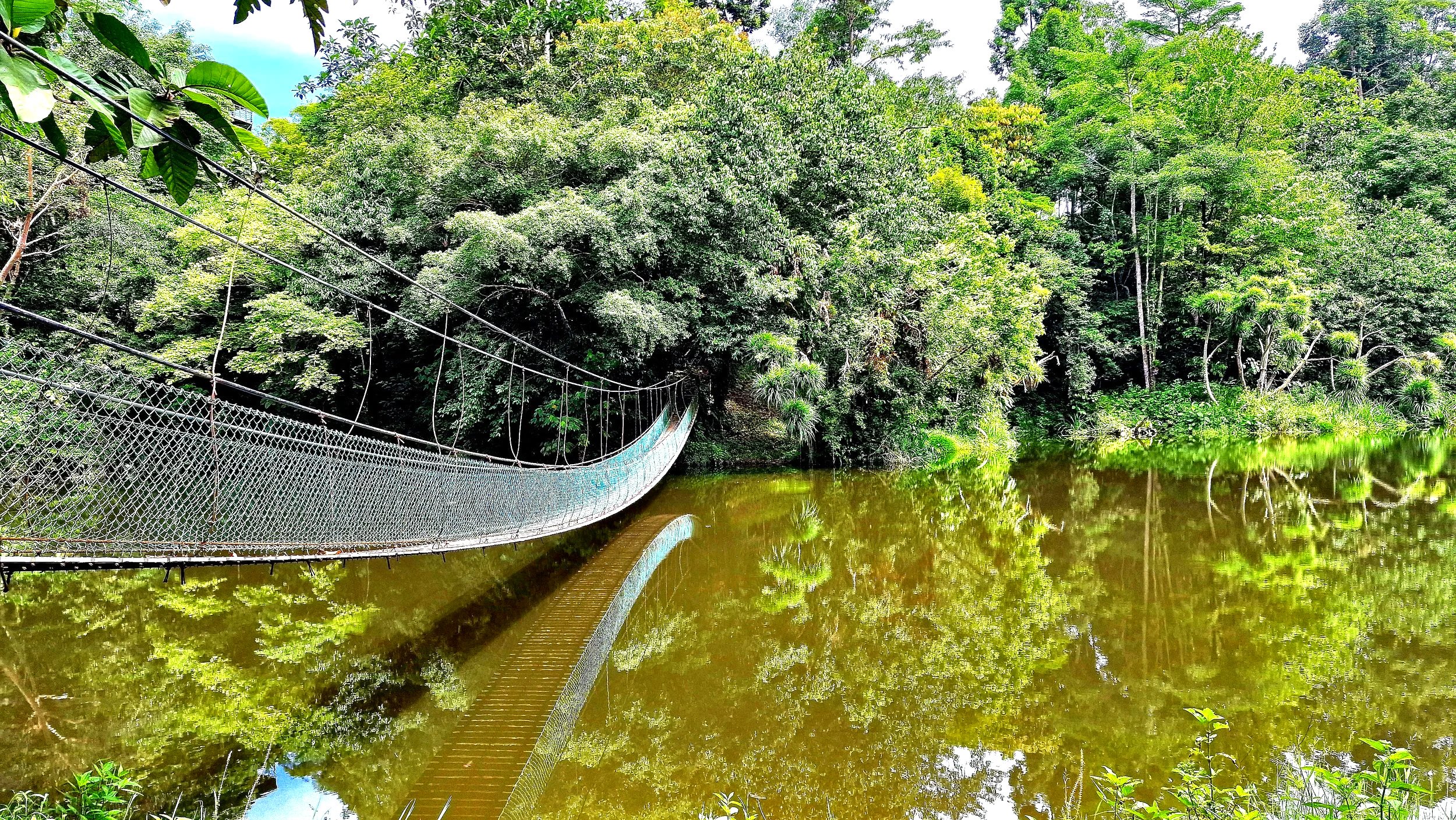 Suspension bridge at Rainforest Discovery Centre in Sepilok, Sabah, Borneo, Malaysia that leads over a lake in the middle of the rainforest
