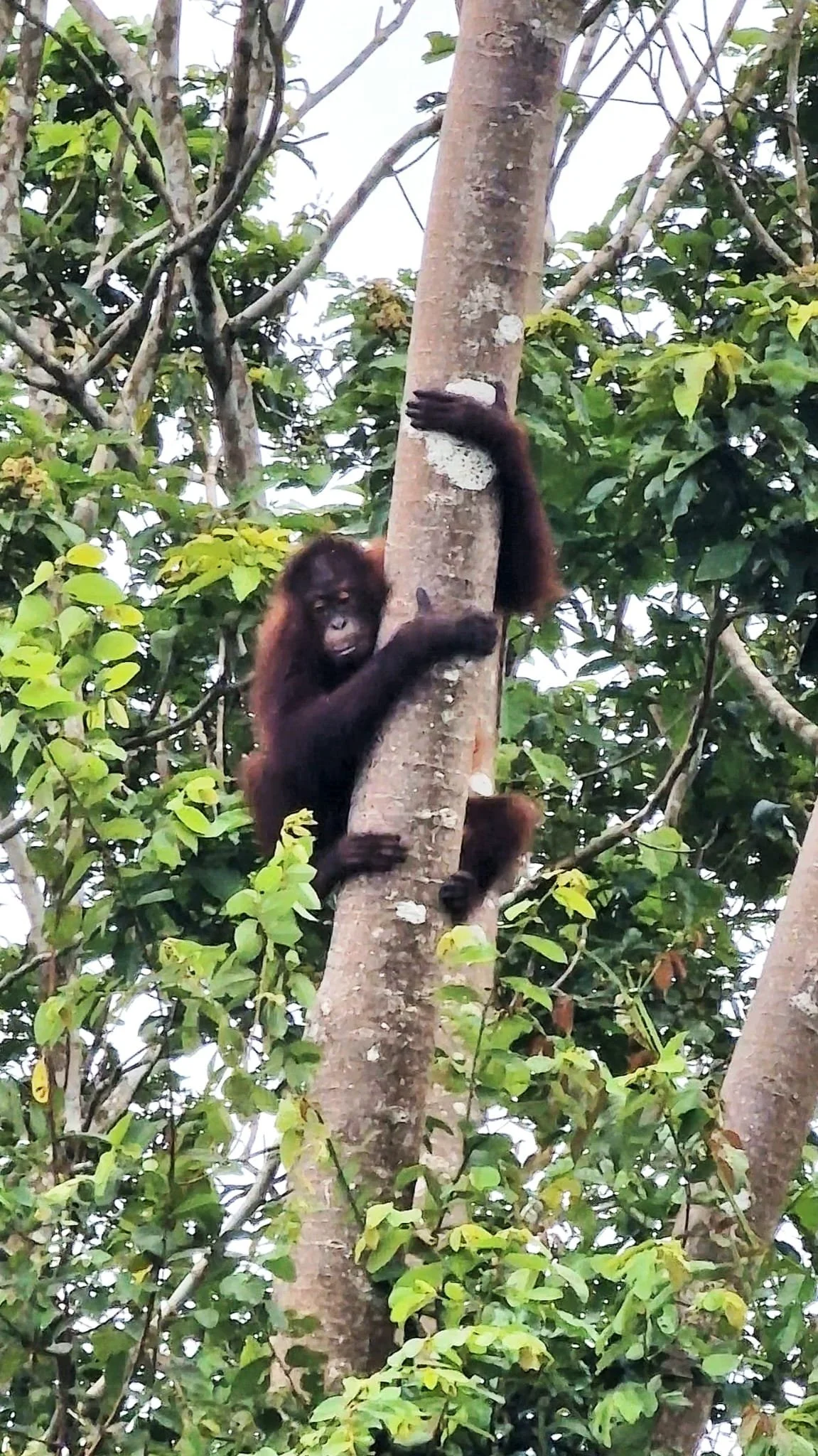 Orang Utan Kinabatangan Sabah Sukau Borneo
