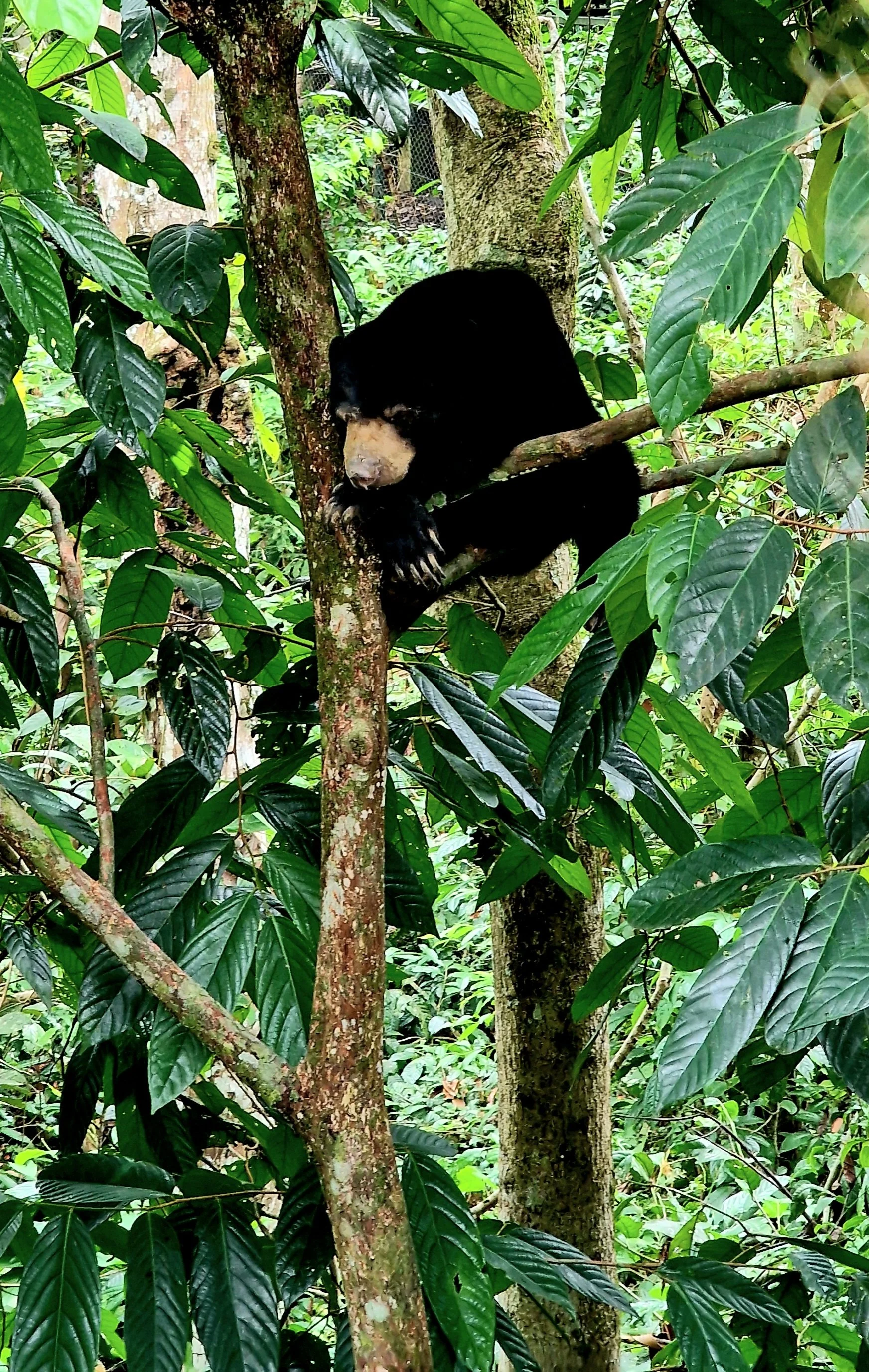 borneo sunbear conservation wildlife rainforest sepilok sandakan malaysia sabah