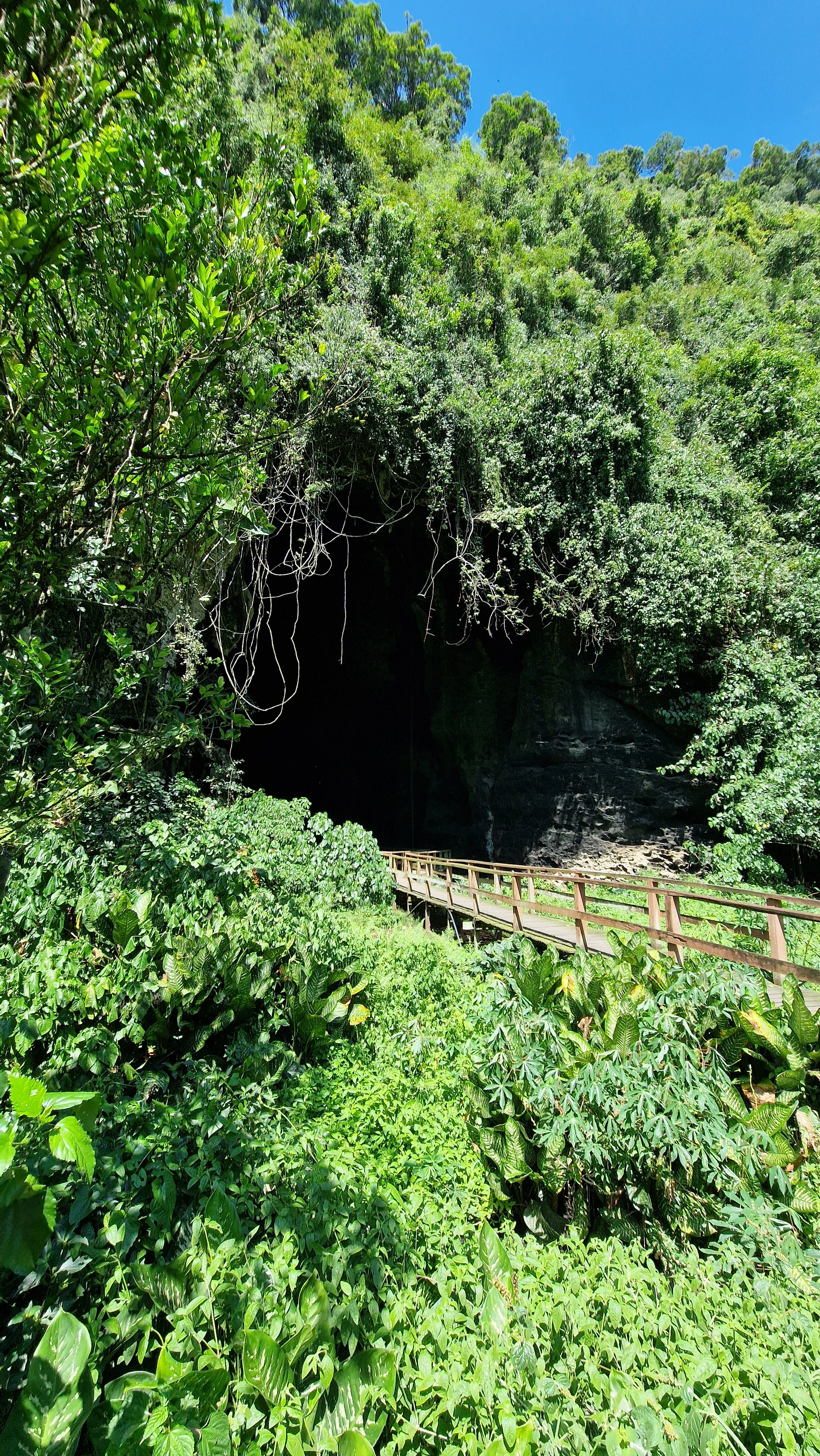 Tropischer Regenwald beim Eingang der Gomatong-Höhle in Sabah, Borneo, Malaysia