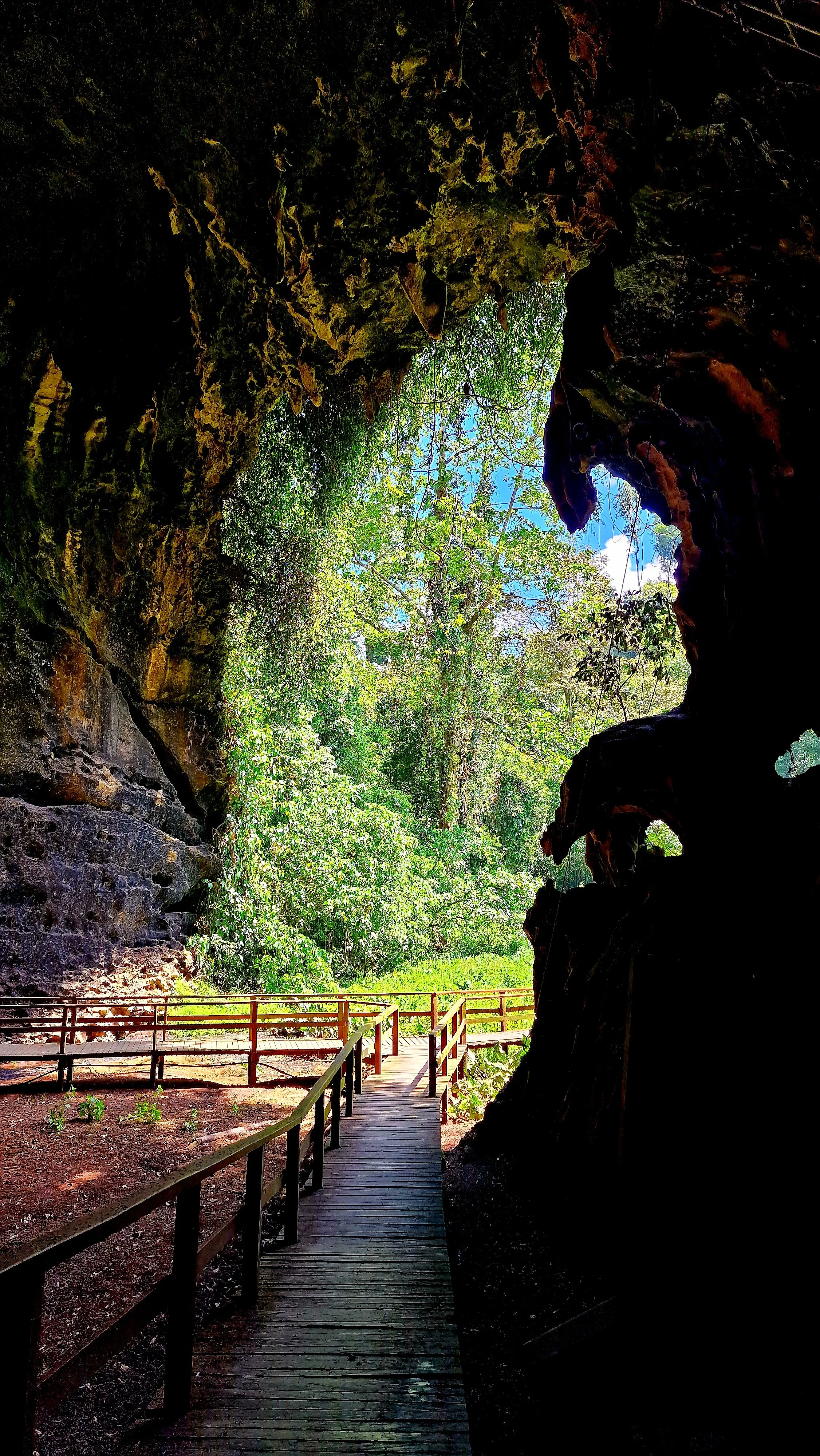 Blick aus der Gomatong Höhle in den tropischen Regenwald Borneos