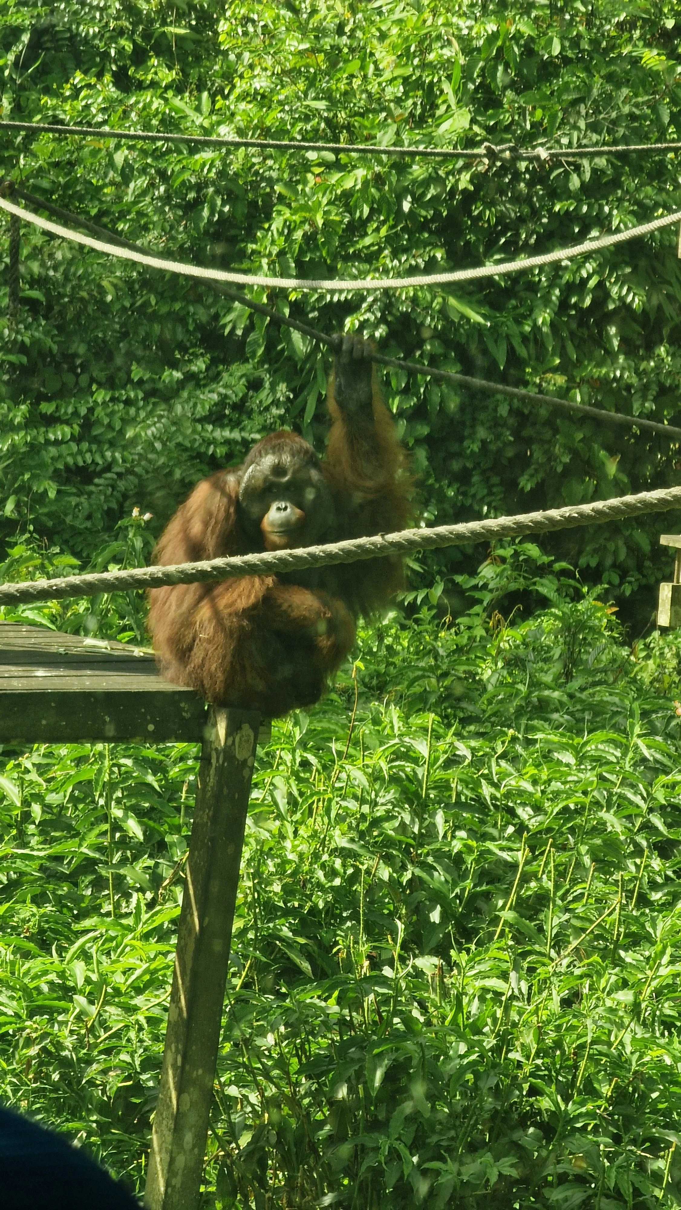 sepilok orangutan rehabilitation centre sabah borneo malaysia rainforest wildlife watching