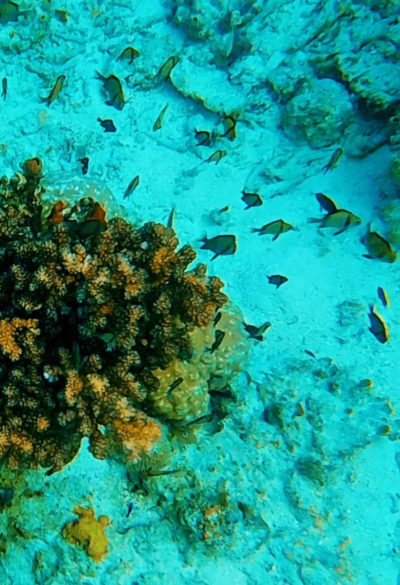 snorkeling coral sibuan schnorcheln tauchen beach strand borneo malaysia sabah