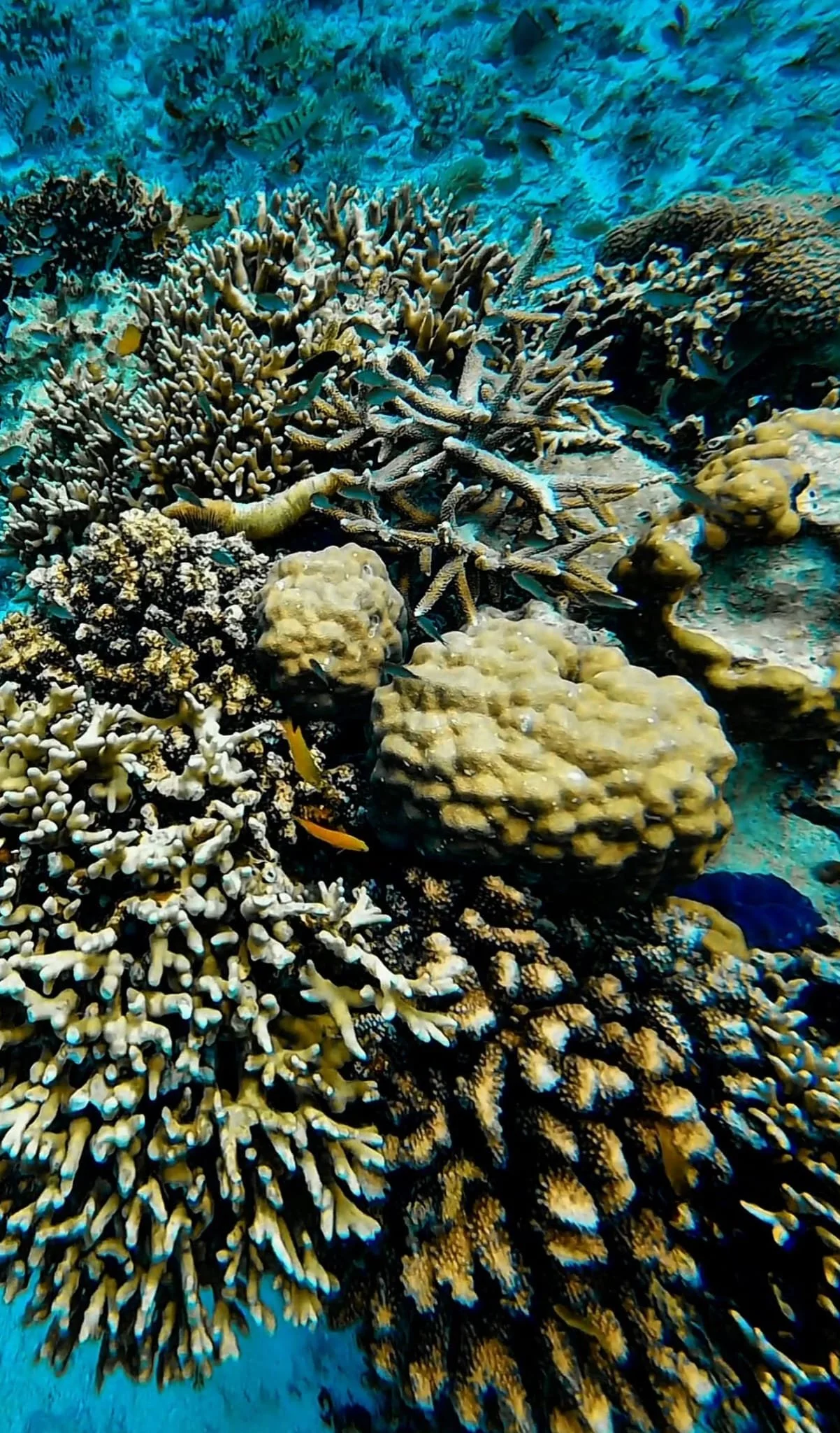 sibuan sabah borneo malaysia schnorcheln tauchen coral fish beach korallen