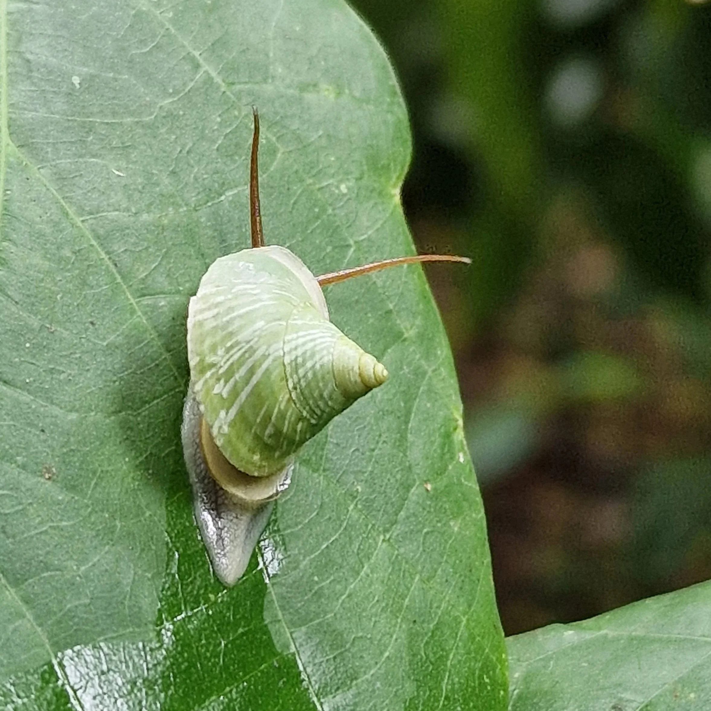 Urwald Regenwald Dschungel Kinabatangan Sukau Borneo