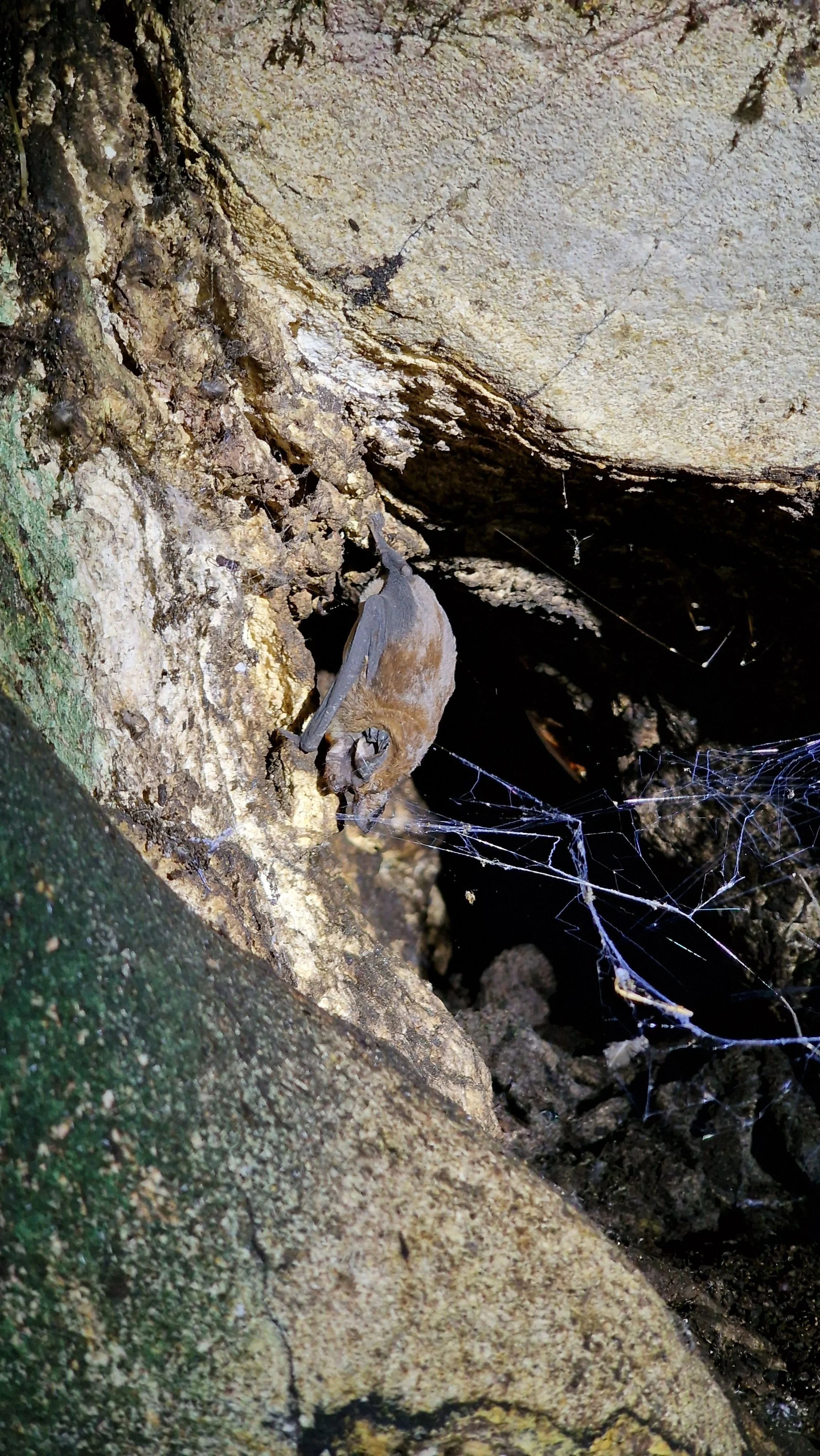 Fledermaus in der Gomatong-Höhle
