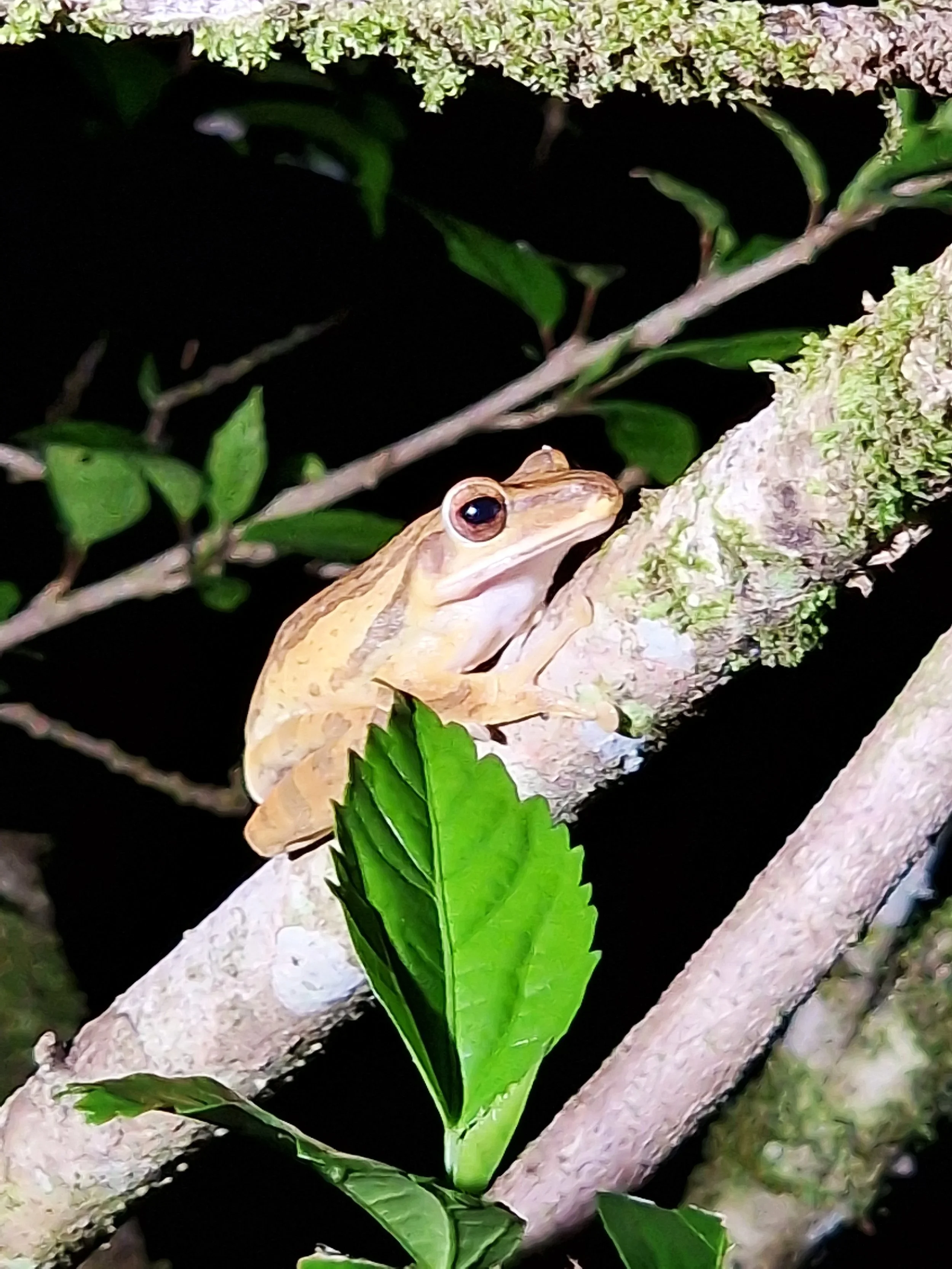 A tree frog sitting on a branch in the rainforste in Sepilok, Sabah, Borneo, Malaysia