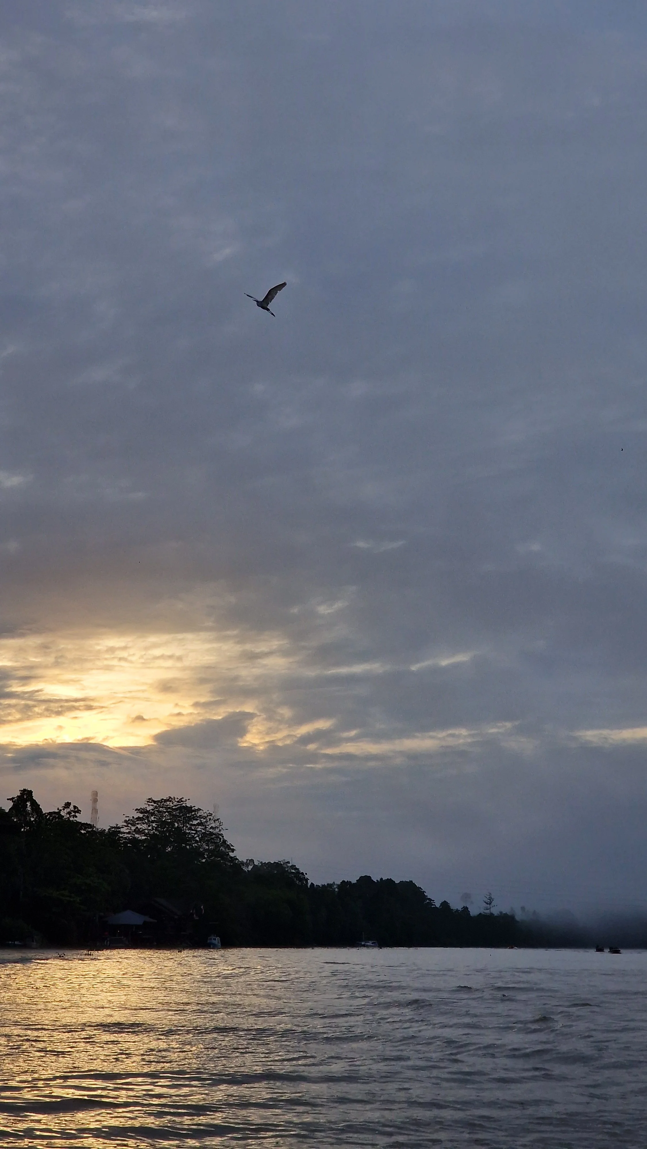 Kinabatangan Sonnenuntergang Urwald Borneo Malaysia