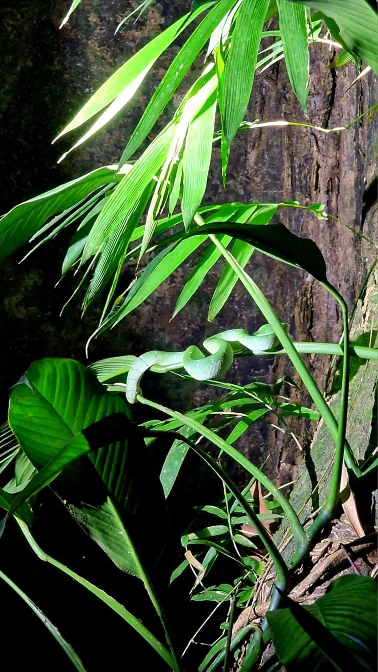Bornean Keeled Pit Viper in the rainforest in Sepilok, Sabah, Borneo, Malaysia, captured during a night walk
