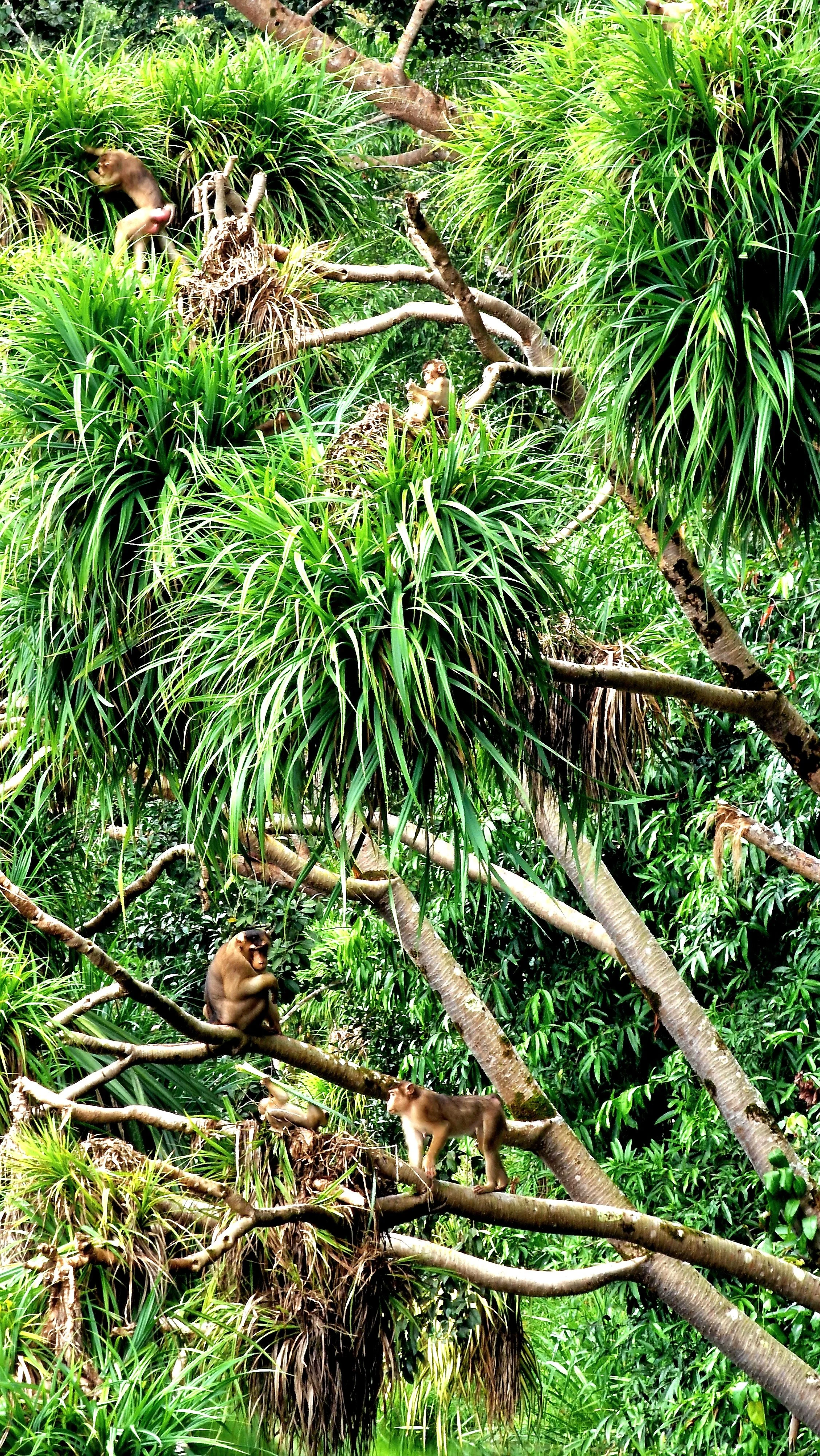 monkeys in rainforest discovery centre, Sepilok, Sabah, Borneo, Malaysia