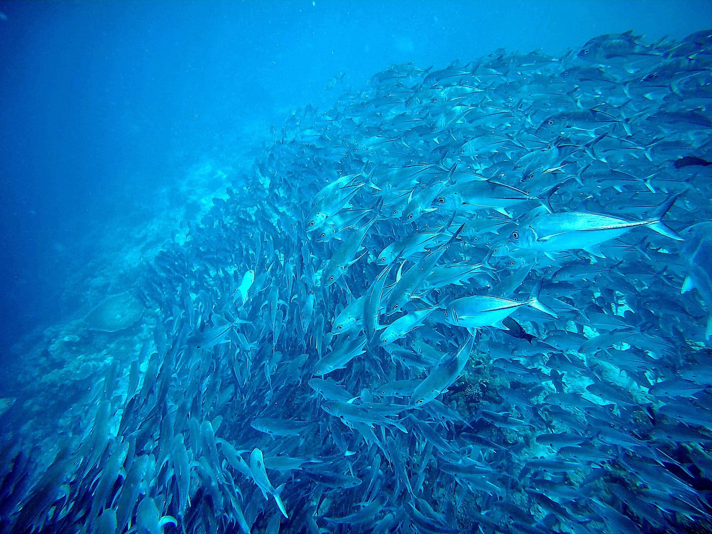 School of fish at Sipadan, Sabah, Borneo, Malaysia