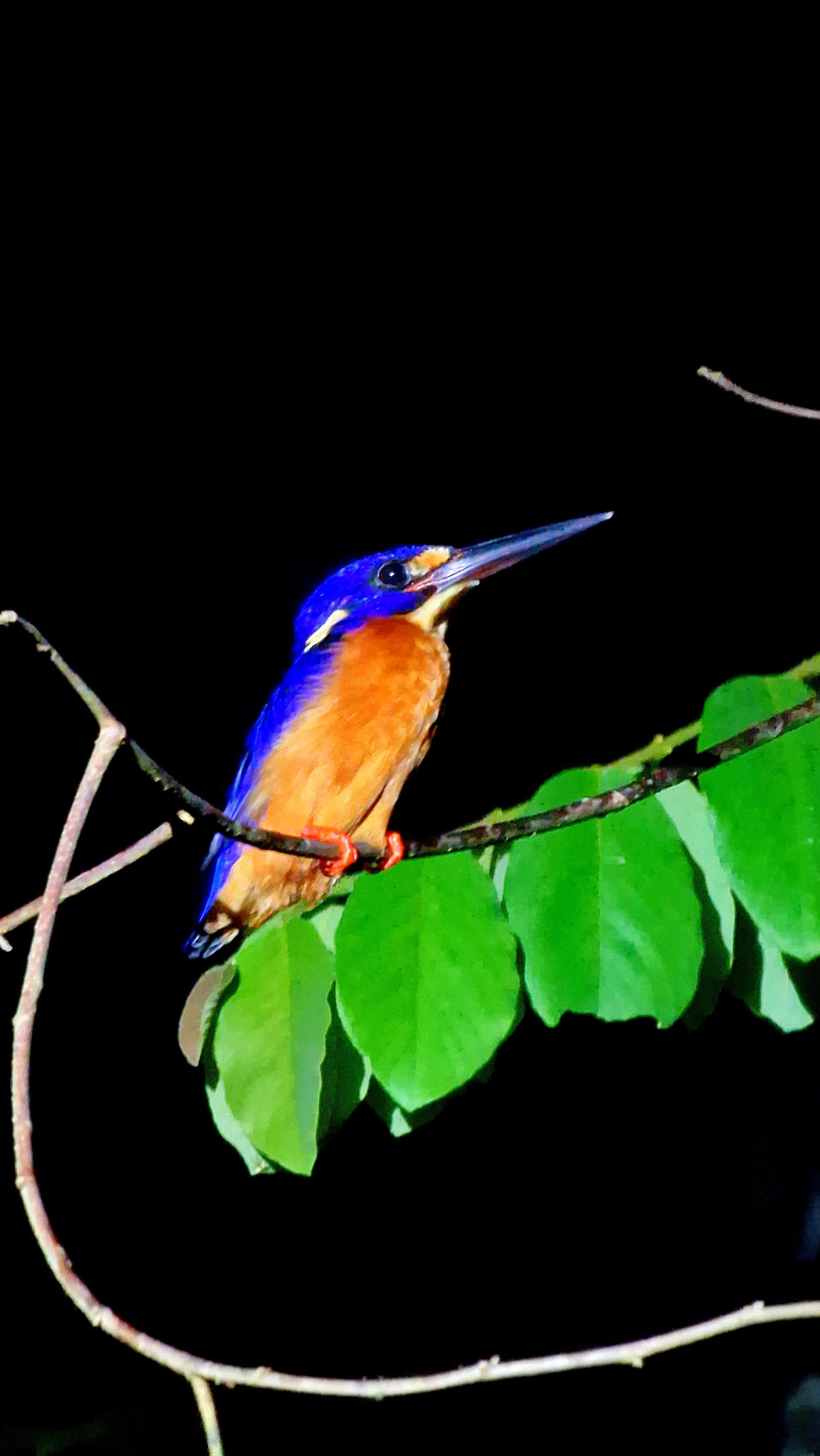 kingfisher kinabatangan river safari