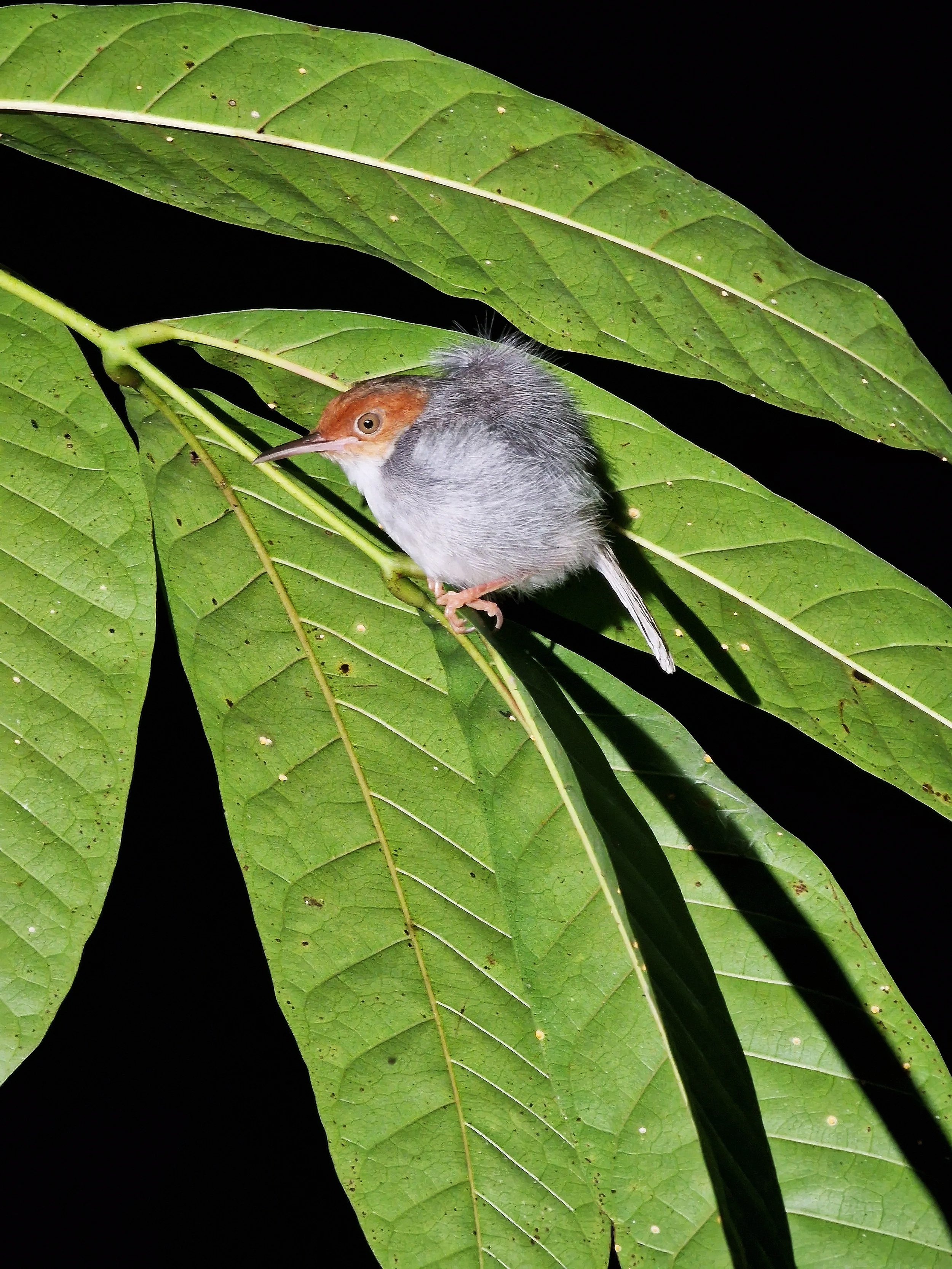 Sleeping bird on a branch in the rainforest in Sepilok, Sabah, Borneo, Malaysia captured during a guided night walk
