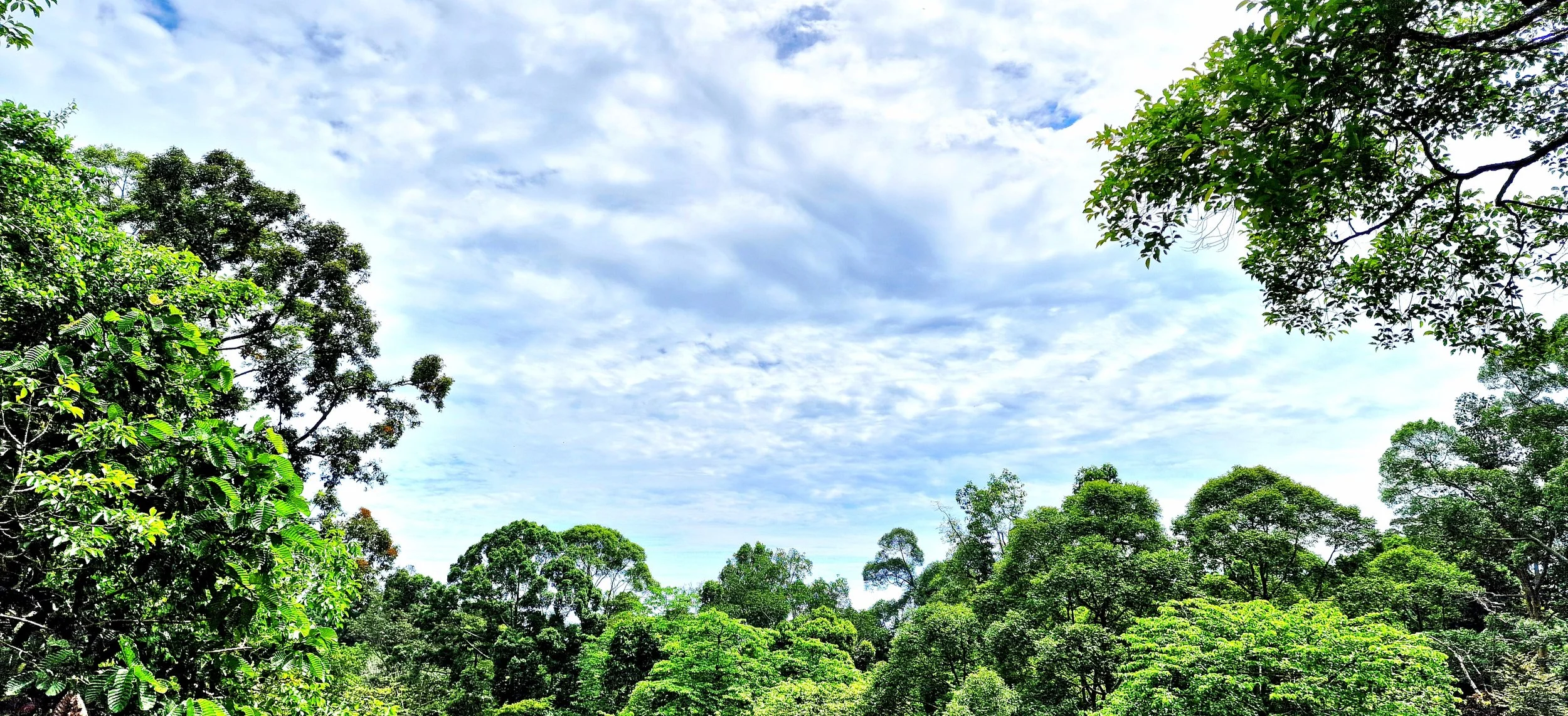 treetops skywalk rainforest discovery centre sepilok sabah borneo malaysia wildlife watching jungle