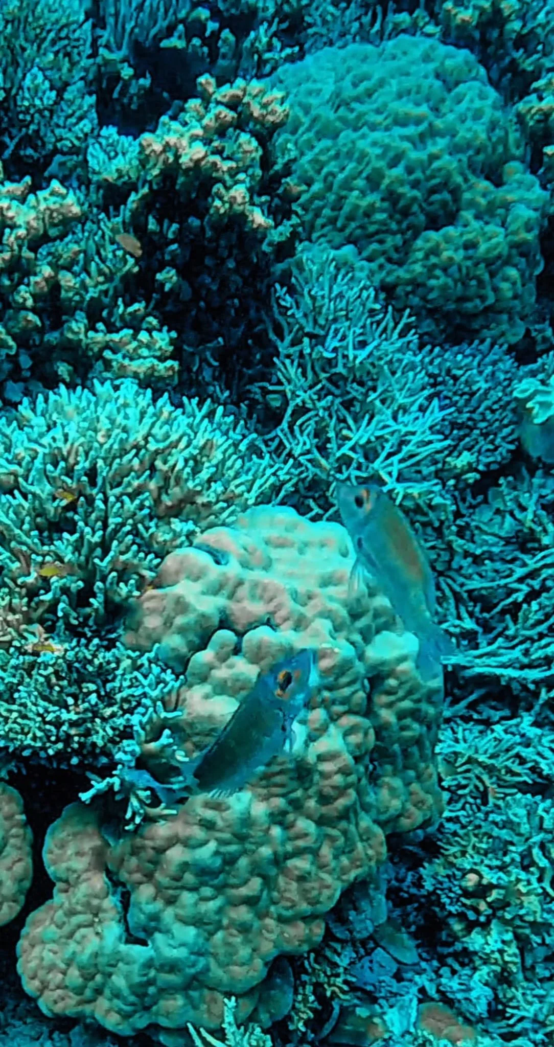 schnorcheln borneo malaysia sabah mantabuan tauchen insel schwimmen meer ozean korallen