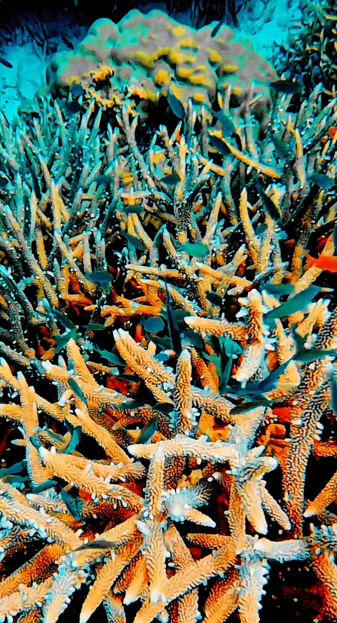 Pulau mantabuan snorkeling swimming borneo sabah diving malaysia