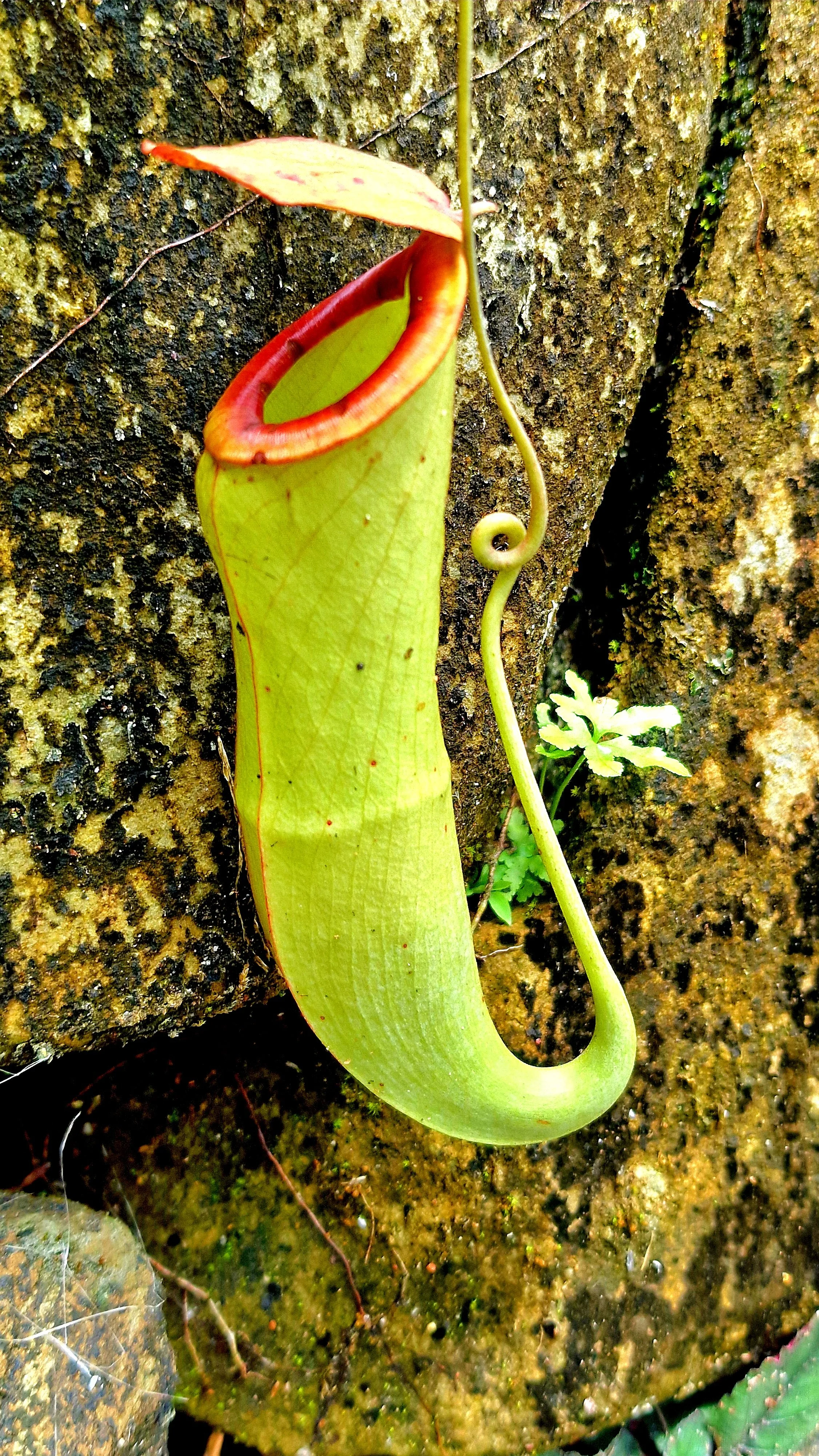 Pitcher Plant in the plant discovery garden at Rainforest Discovery Centre in Sepilok, Sabah, Borneo, Malaysia