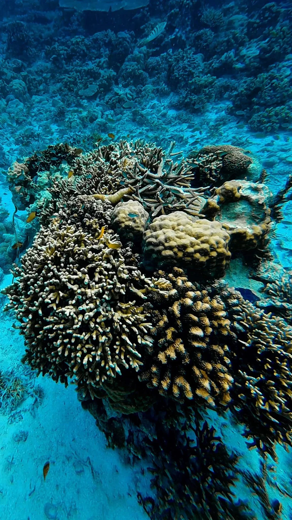 sibuan sabah borneo schnorcheln tauchen snorkeling koralle coral